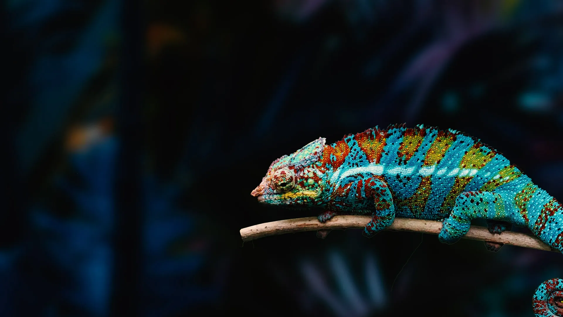 Nature’s Weirdest