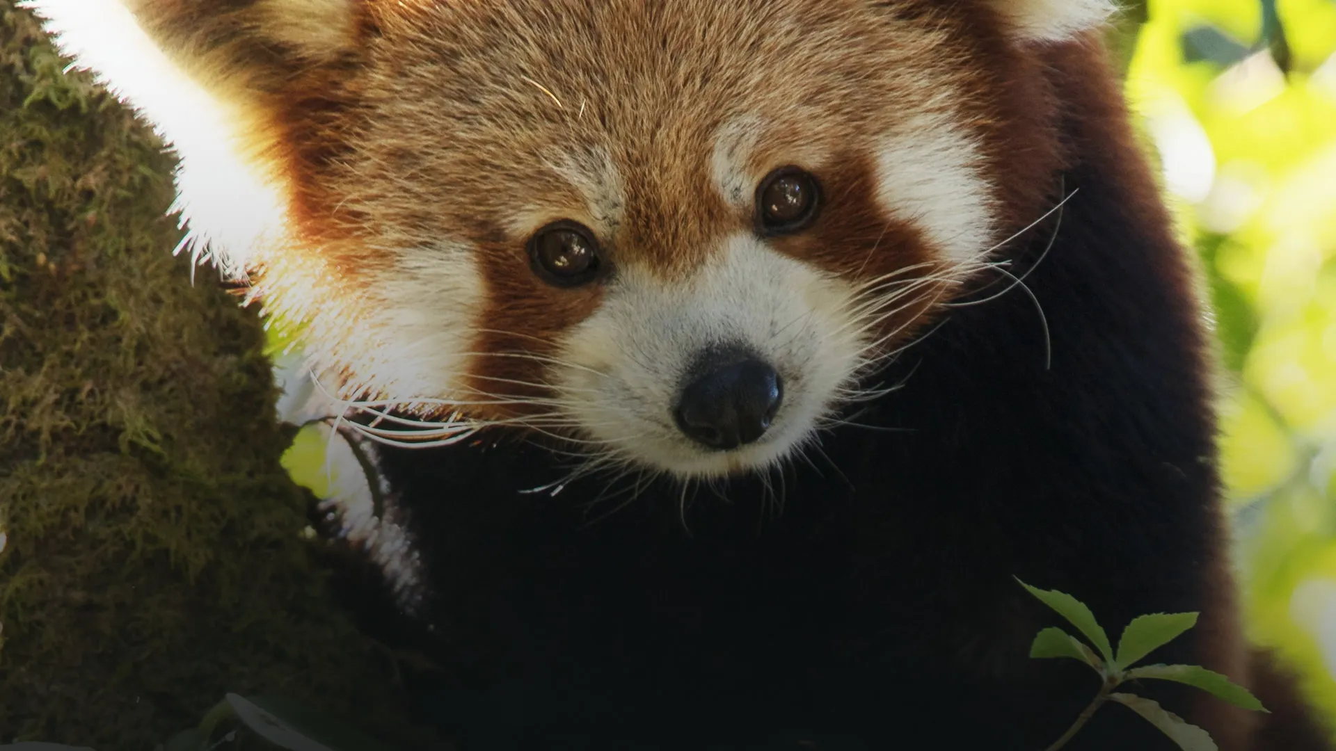 Nature’s Cutest