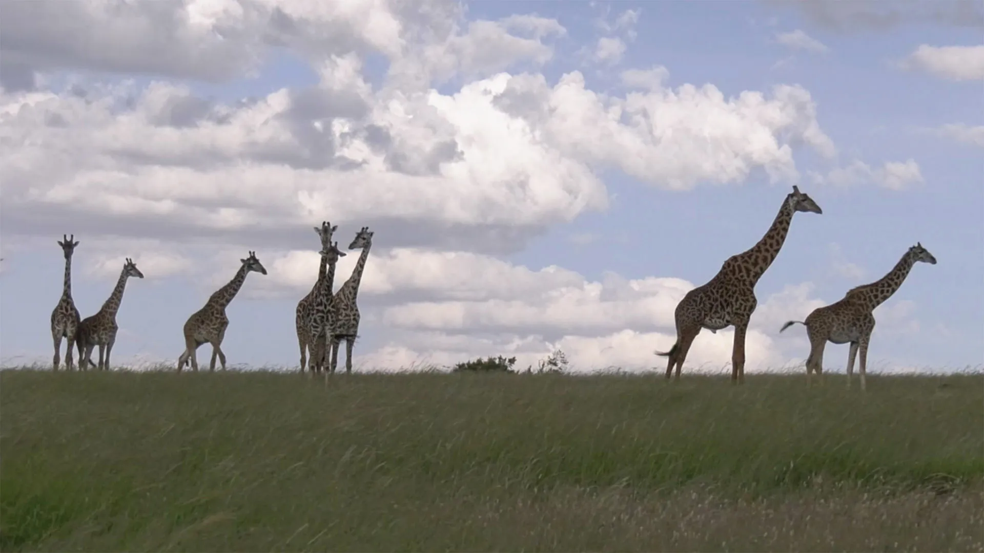 Our Nature: Call of the Wild