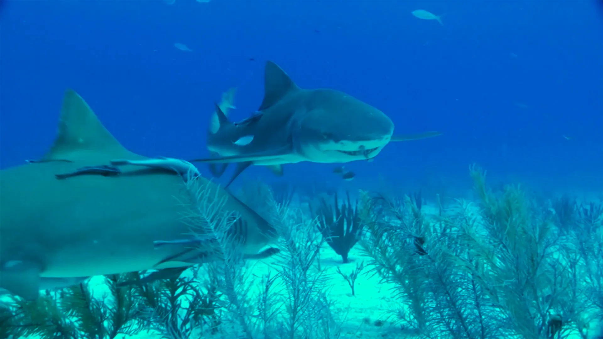 Sharks