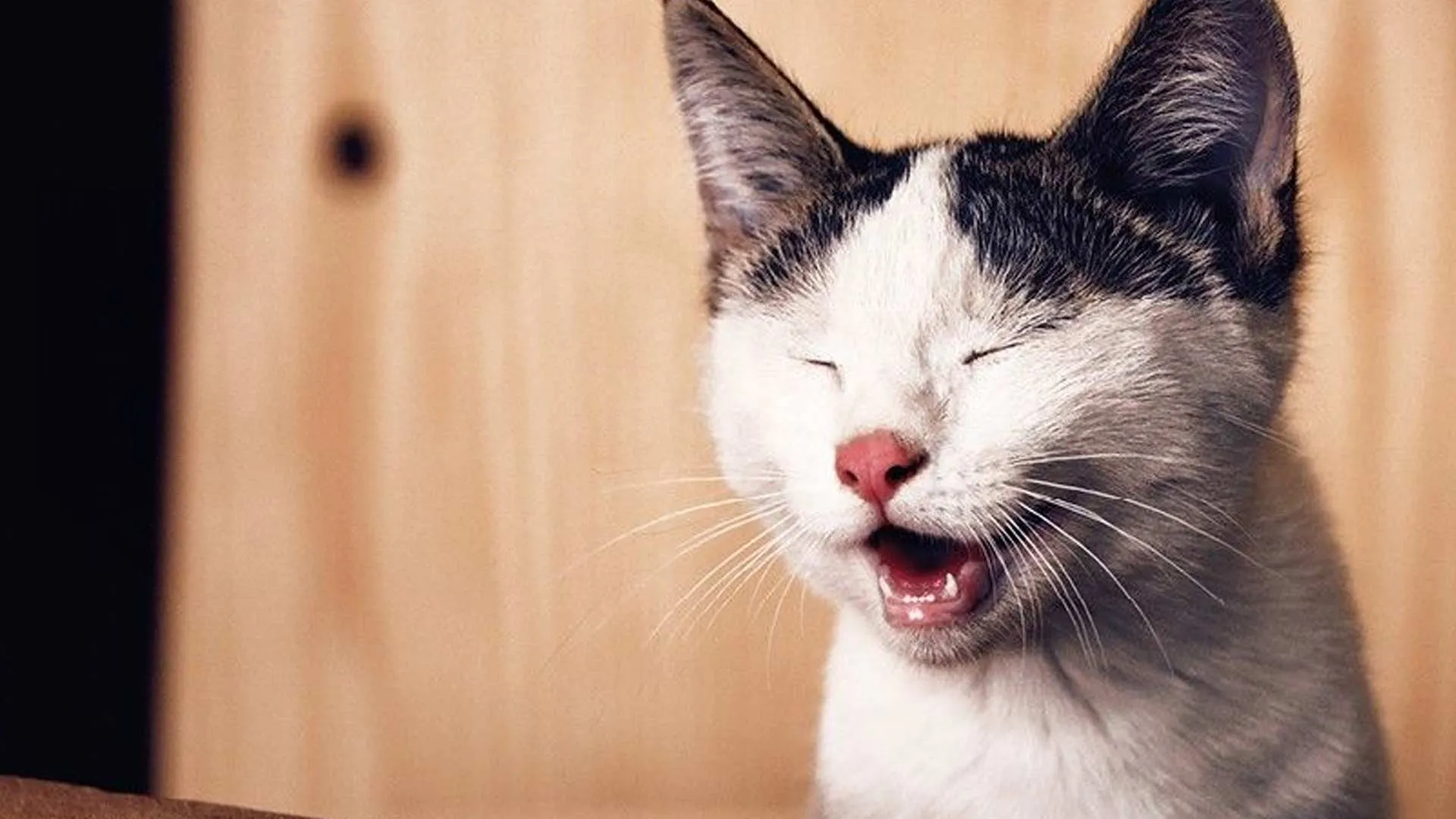 Cats do the Naughtiest Things