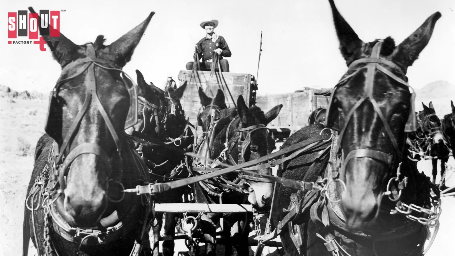 Mule Train