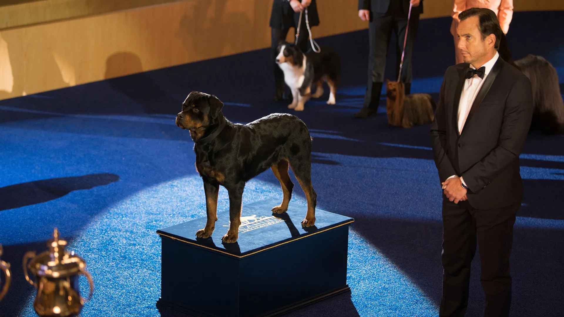 Show Dogs