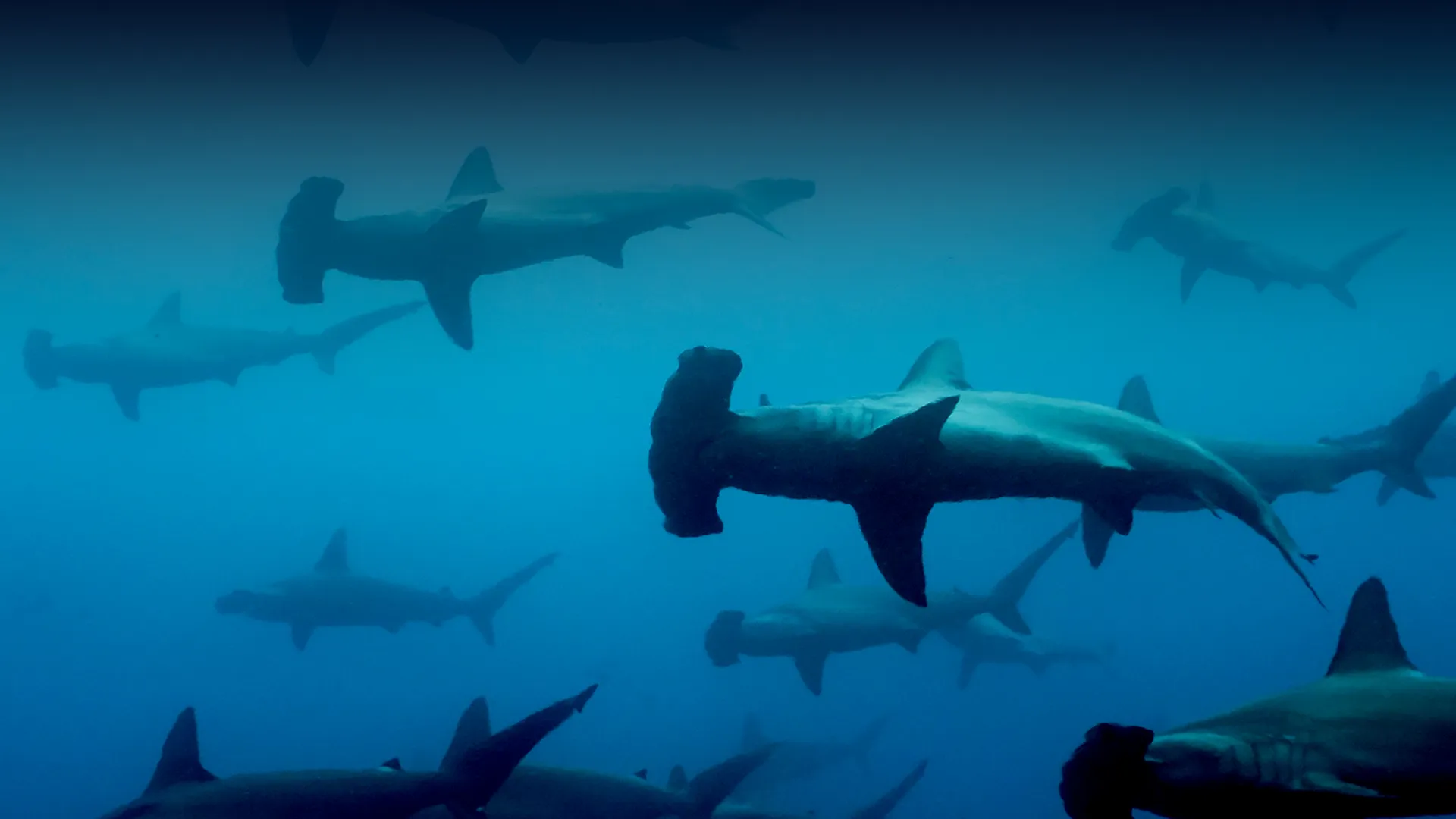 Galápagos: Reino de los tiburones gigantes