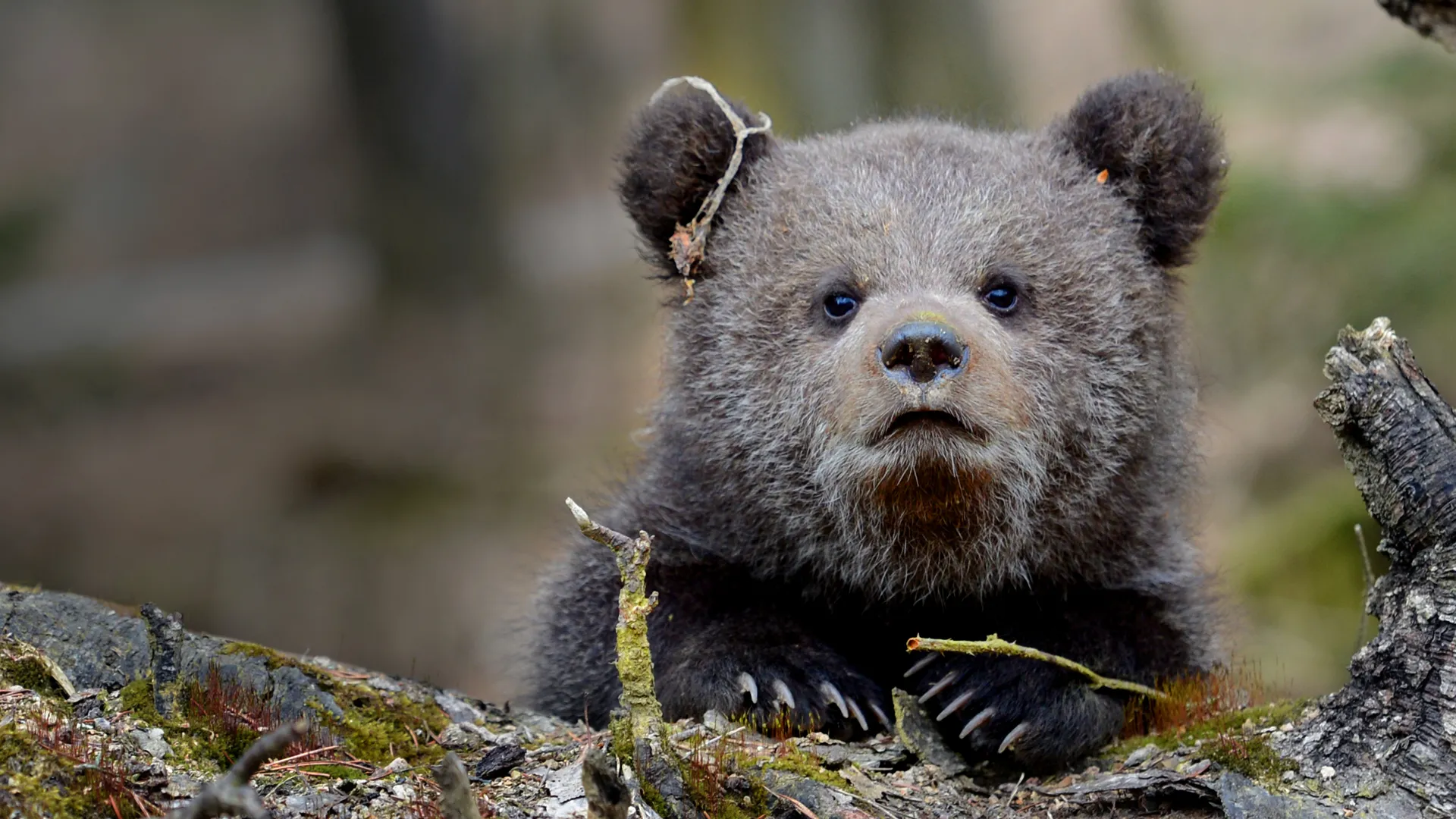 Cuentos de oso
