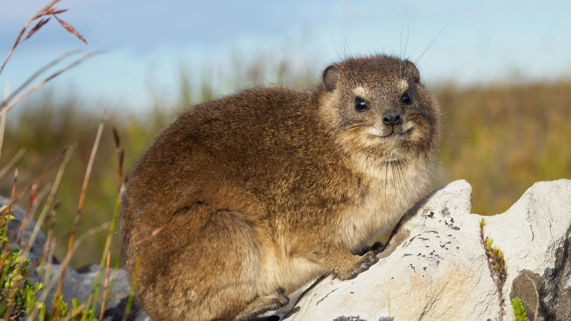 El Dassie