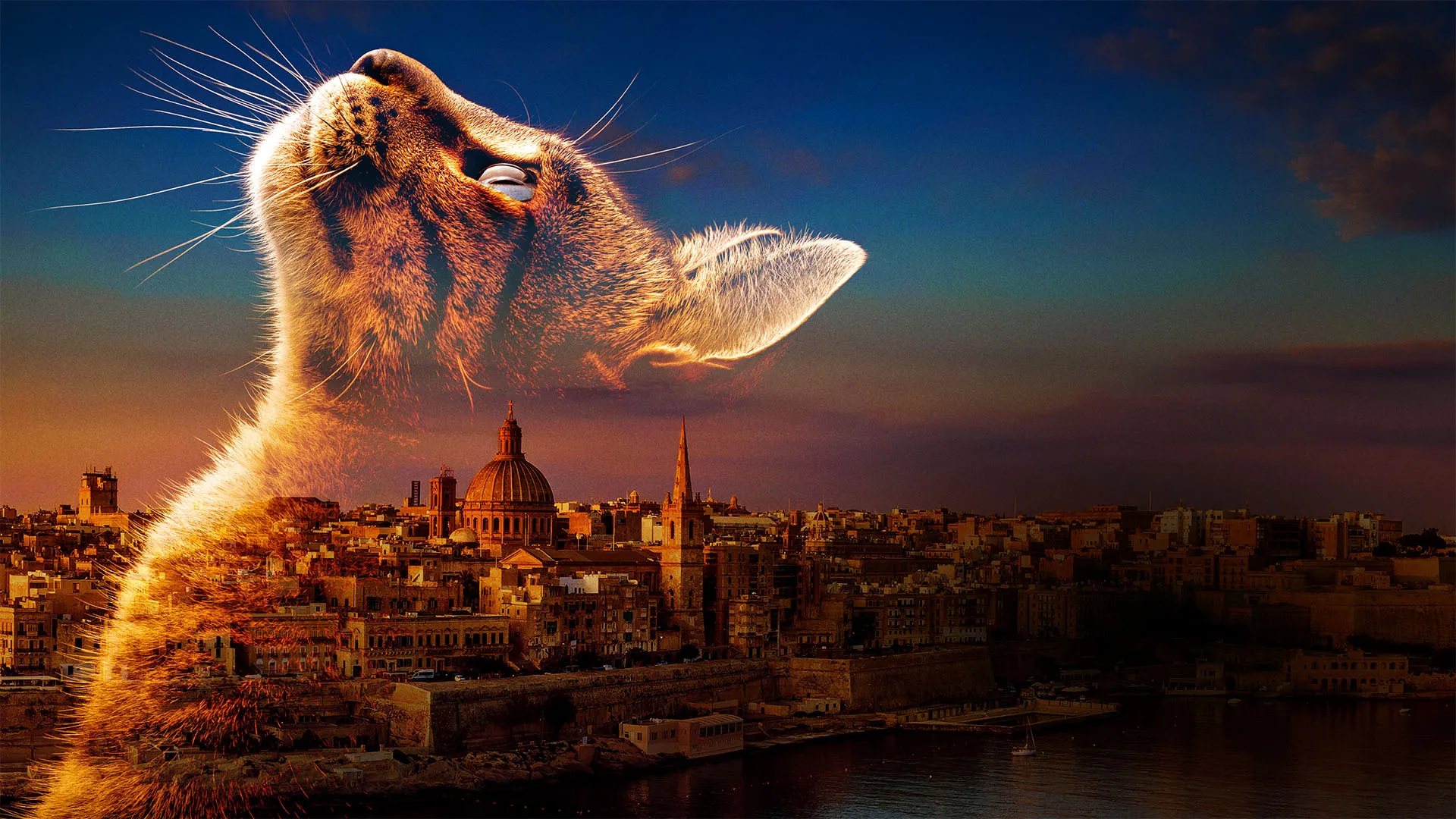 Cats of Malta
