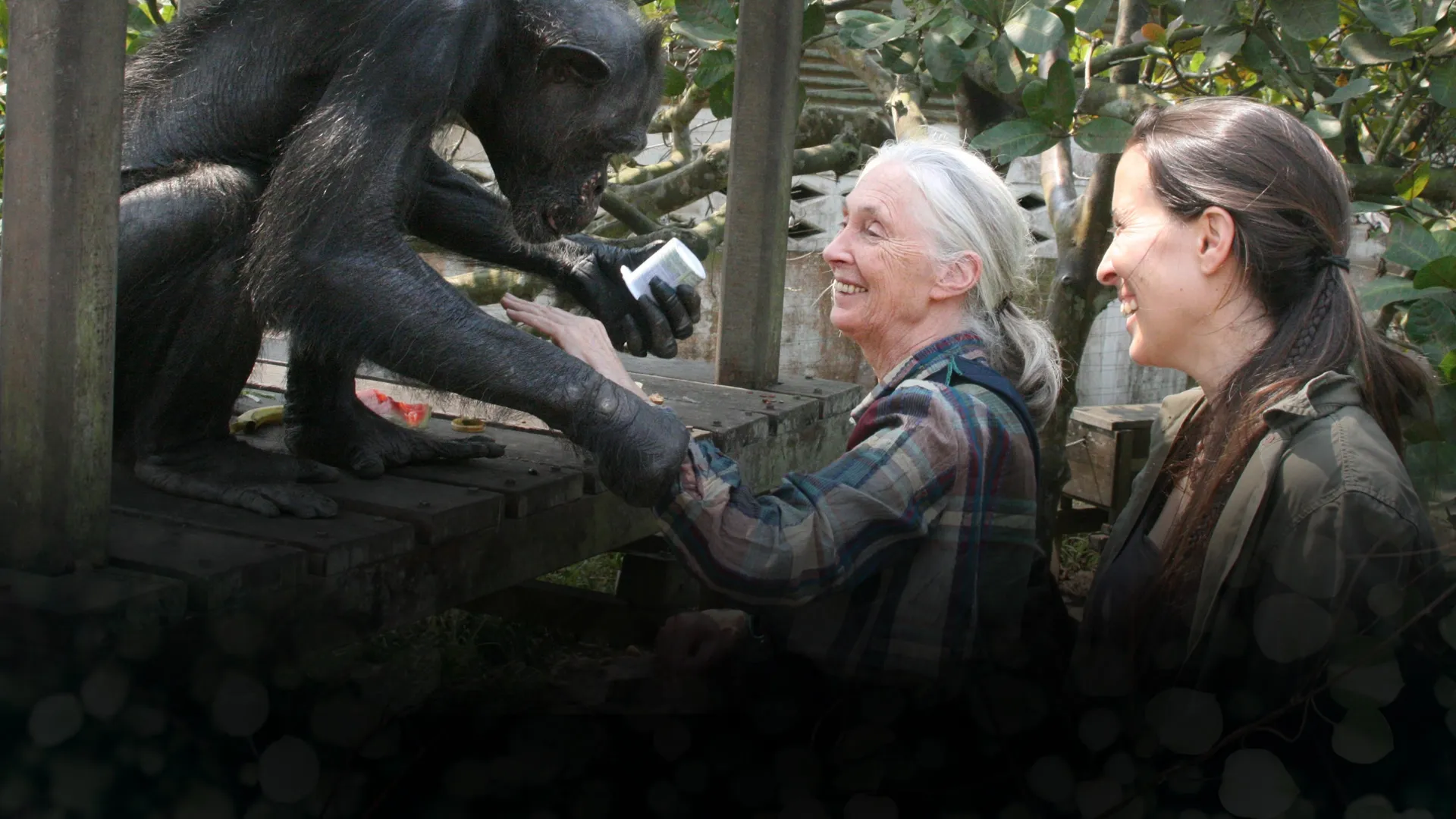 Los chimpancés del Congo rescatados, con Jane Goodall: El especial