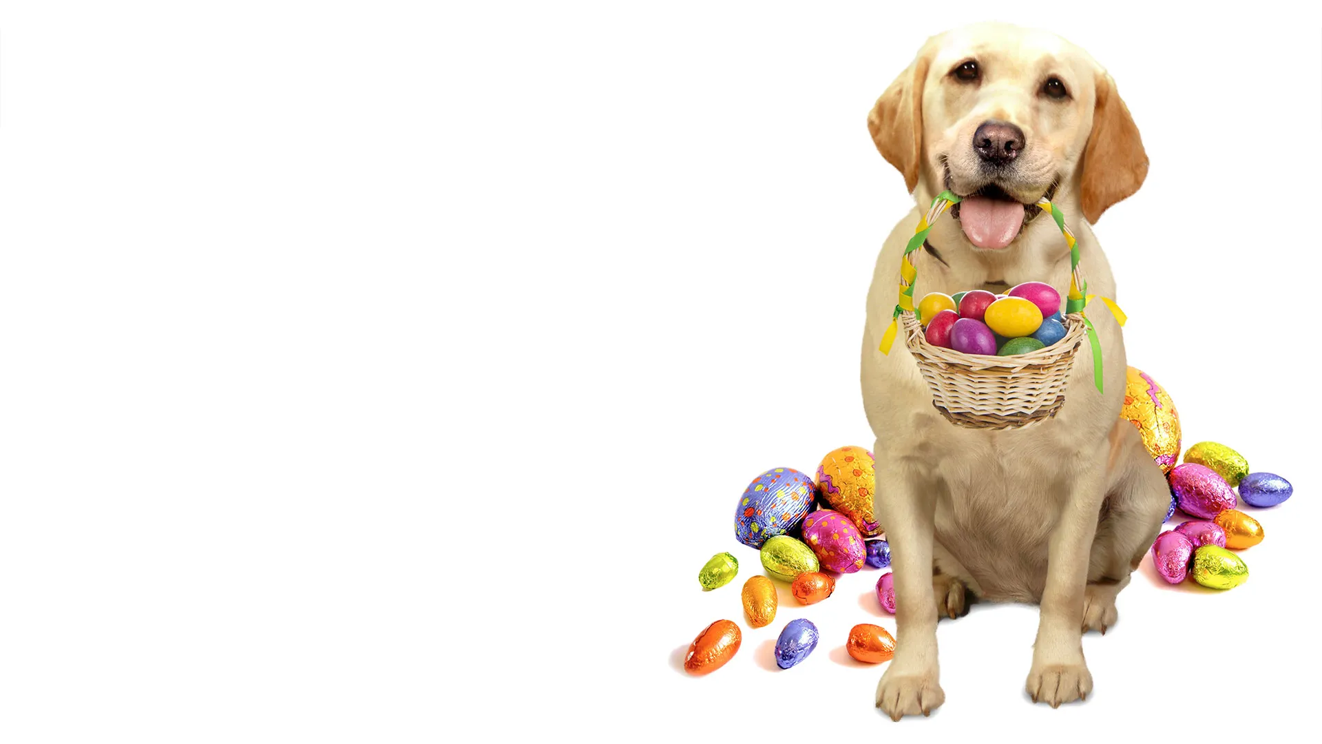 The Dog Who Saved Easter