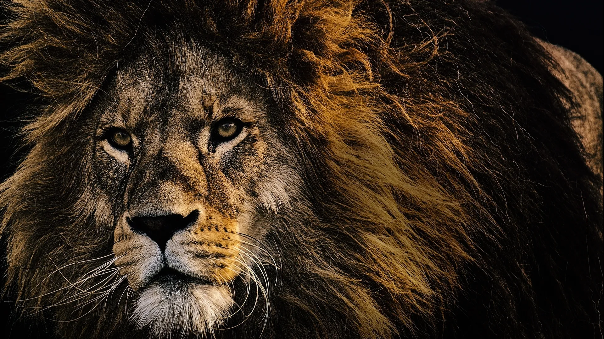 Leones: los superhéroes africanos