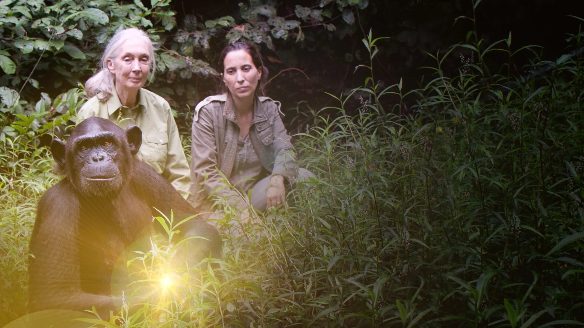 Los chimpancés del Congo rescatados, con Jane Goodall