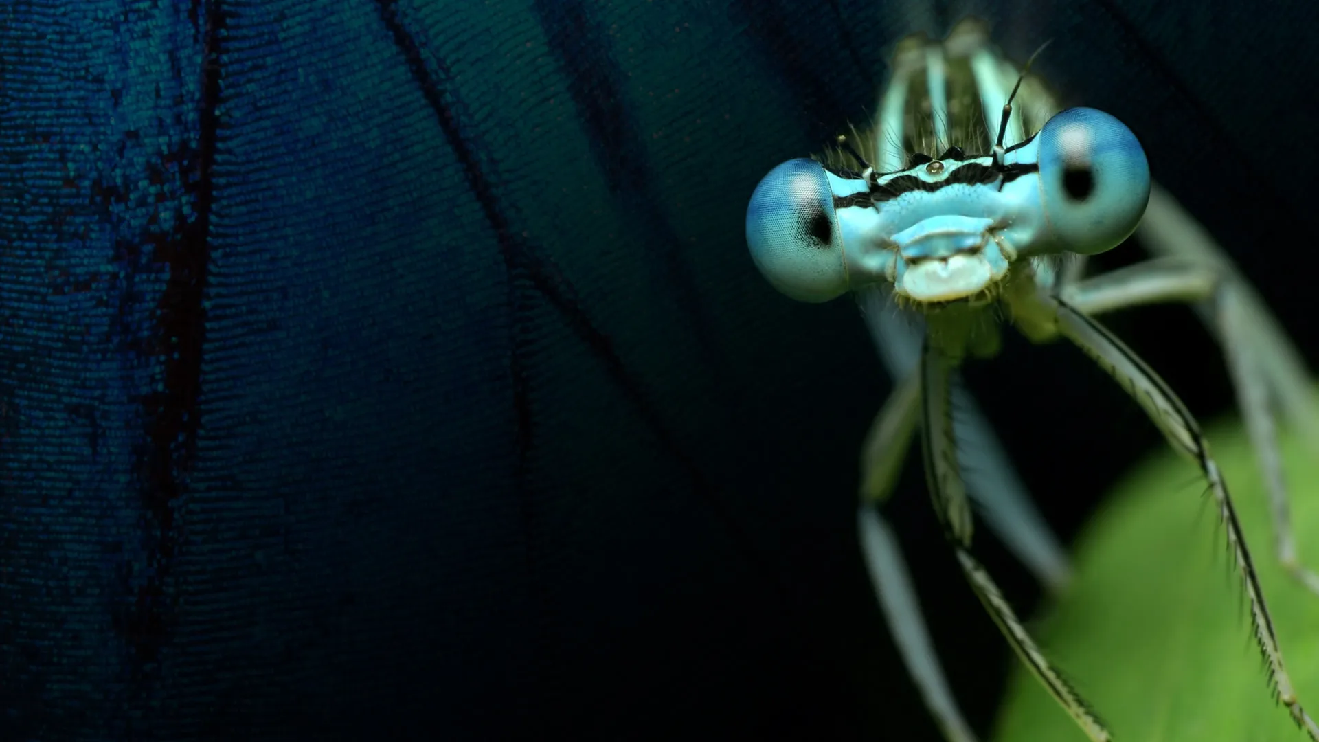 Planeta Insecto