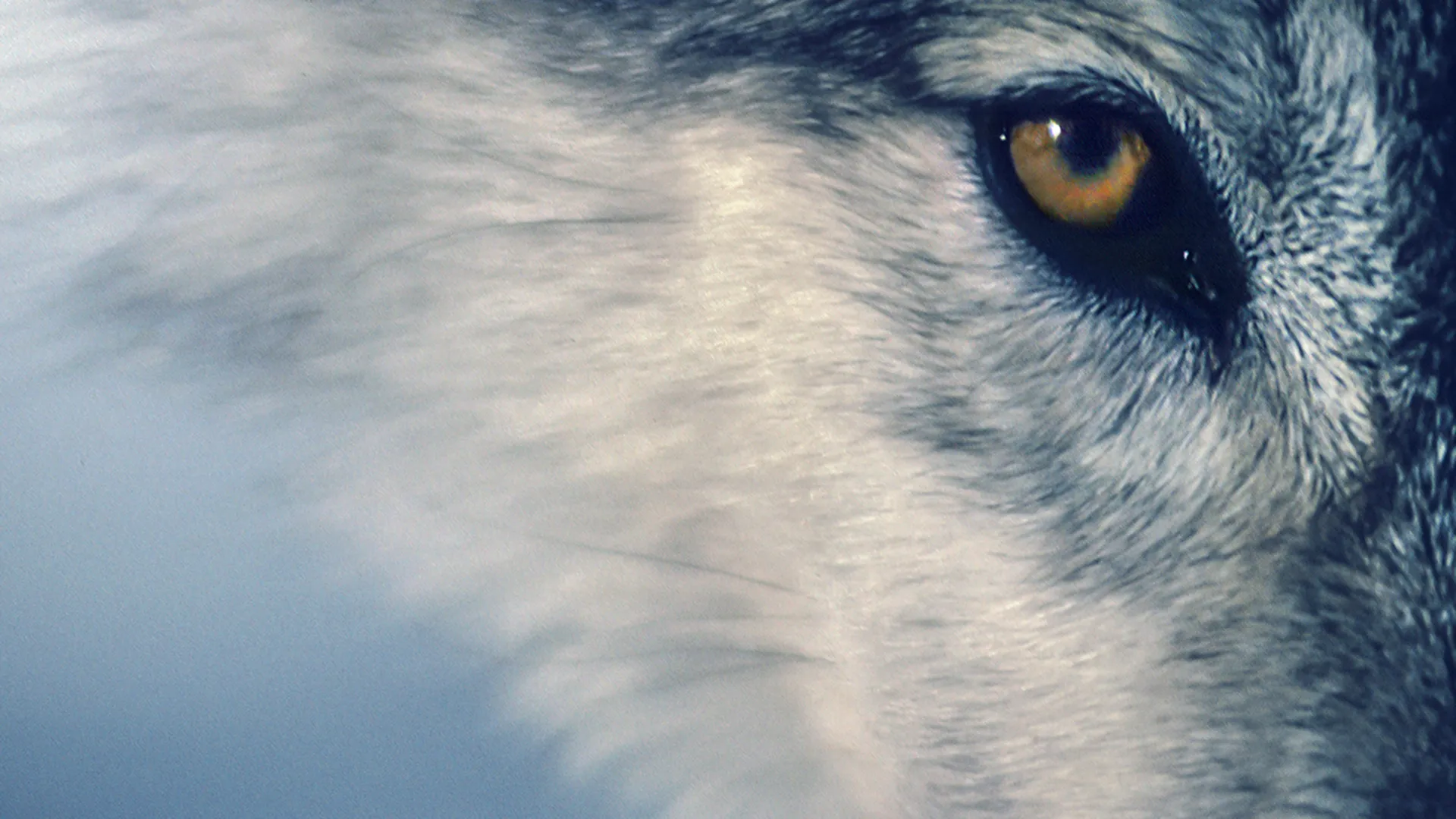 Medicine Of The Wolf