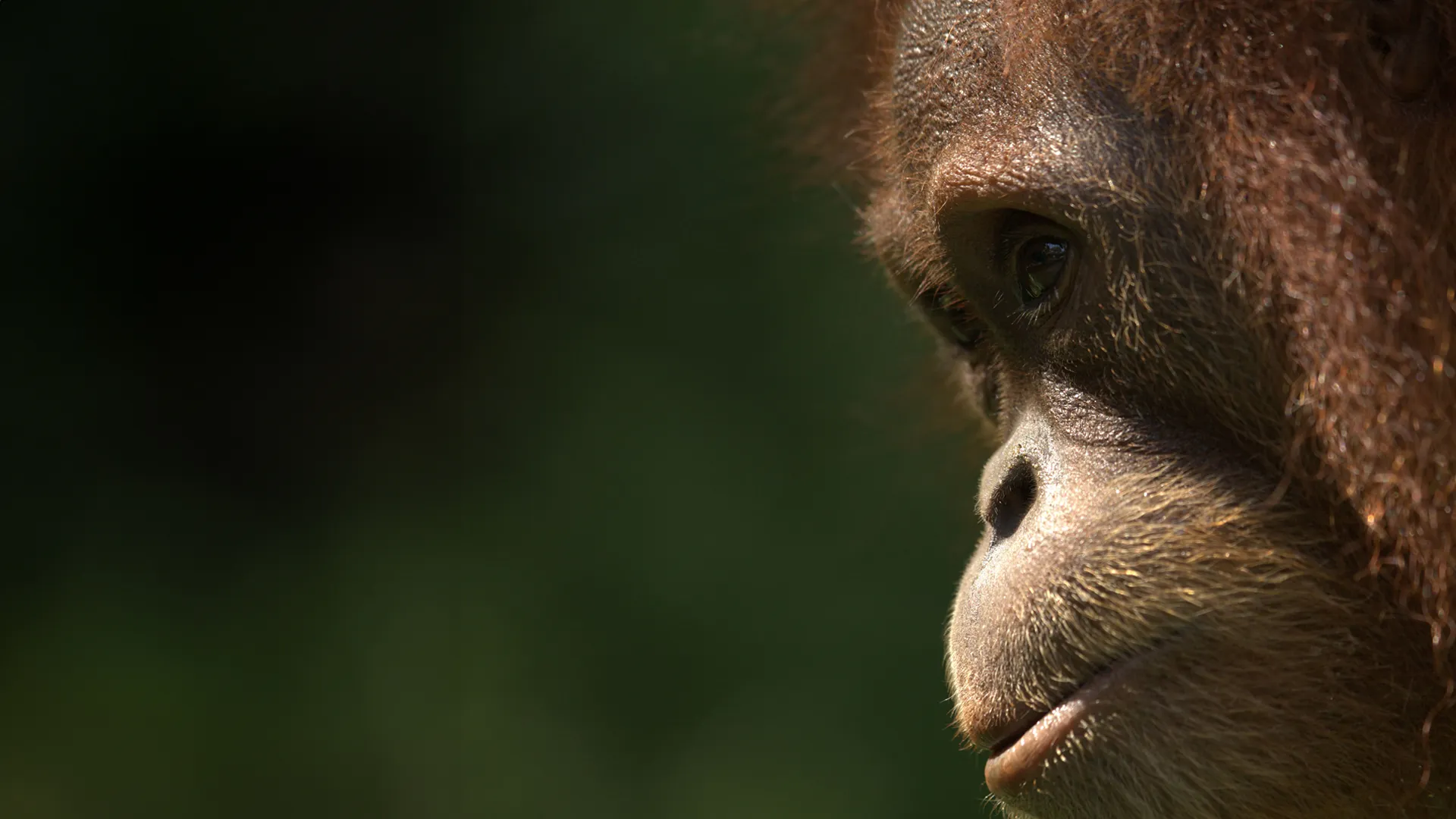 The Great Apes