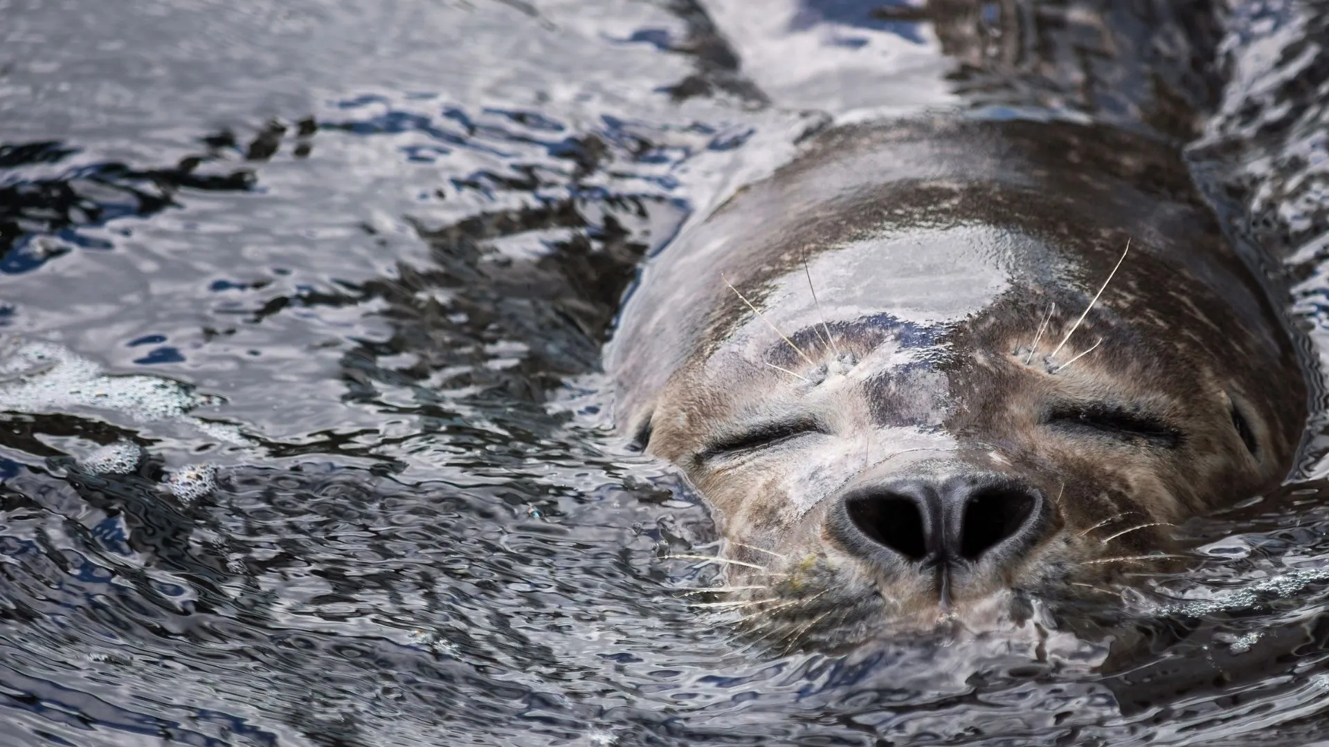 Home Of The Seals: On Brittany's Wild Coast