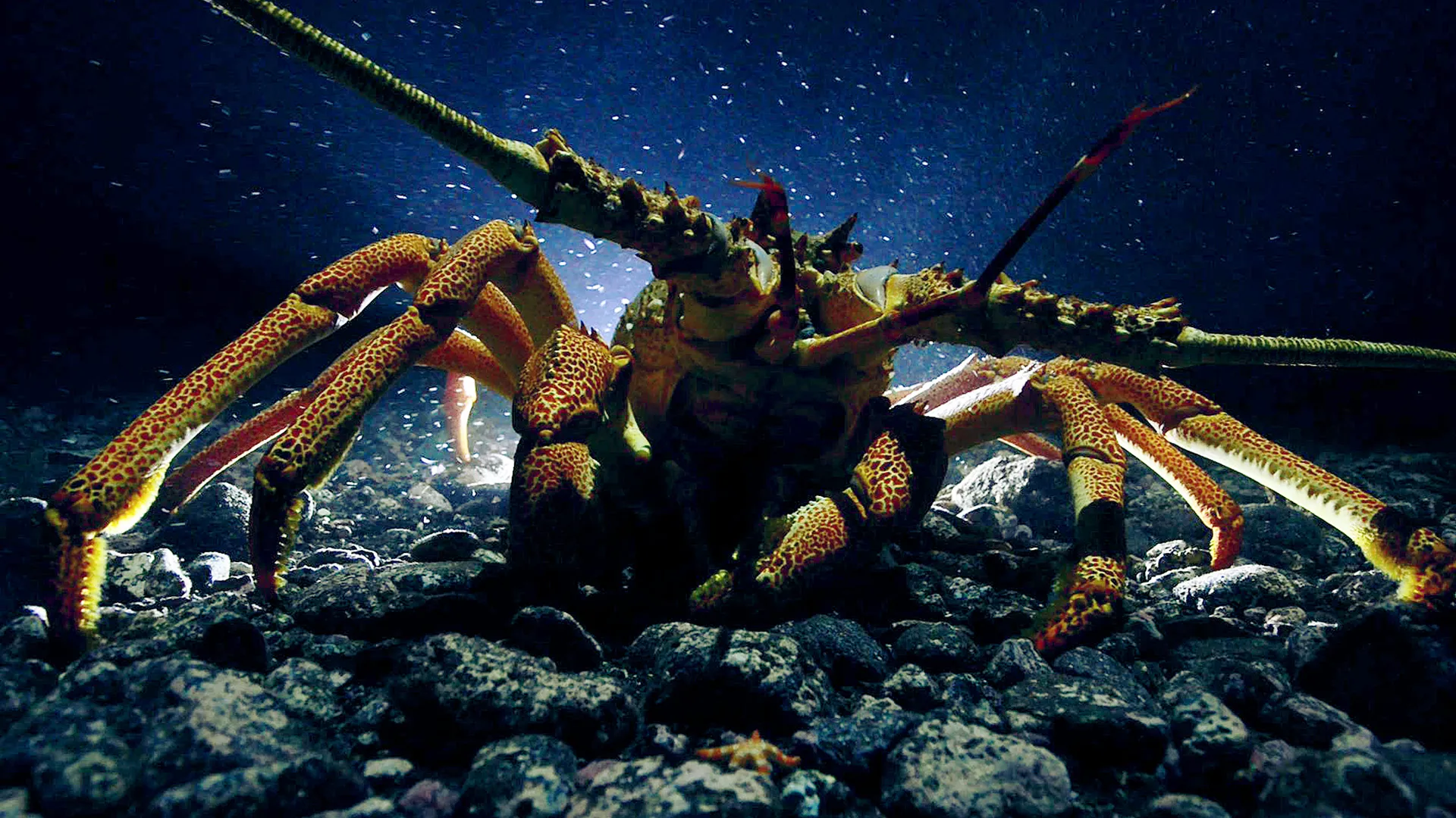 Lobsters - Knights Of The Deep