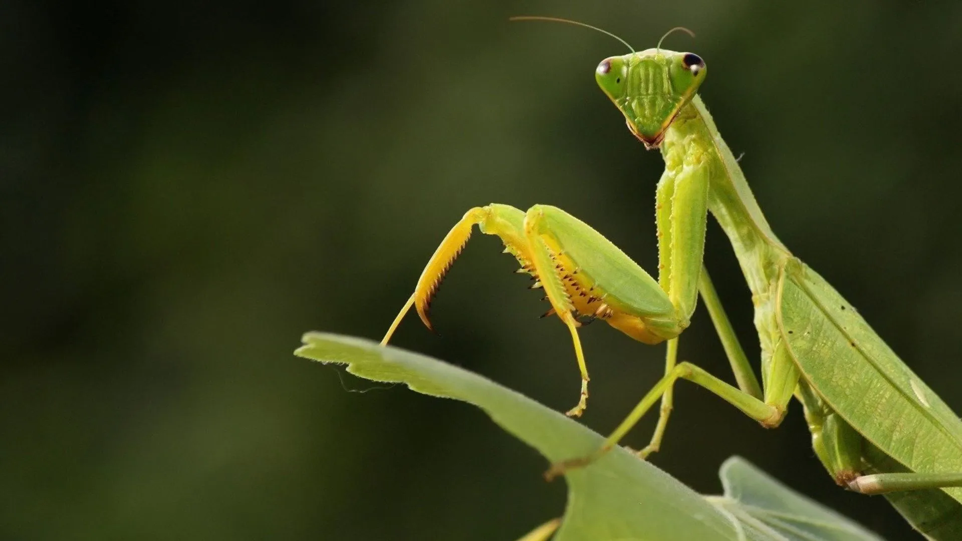 Mantises - Masters Of Deception