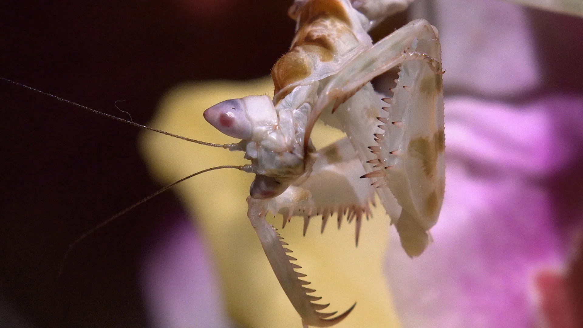 Mantises - Masters Of Deception