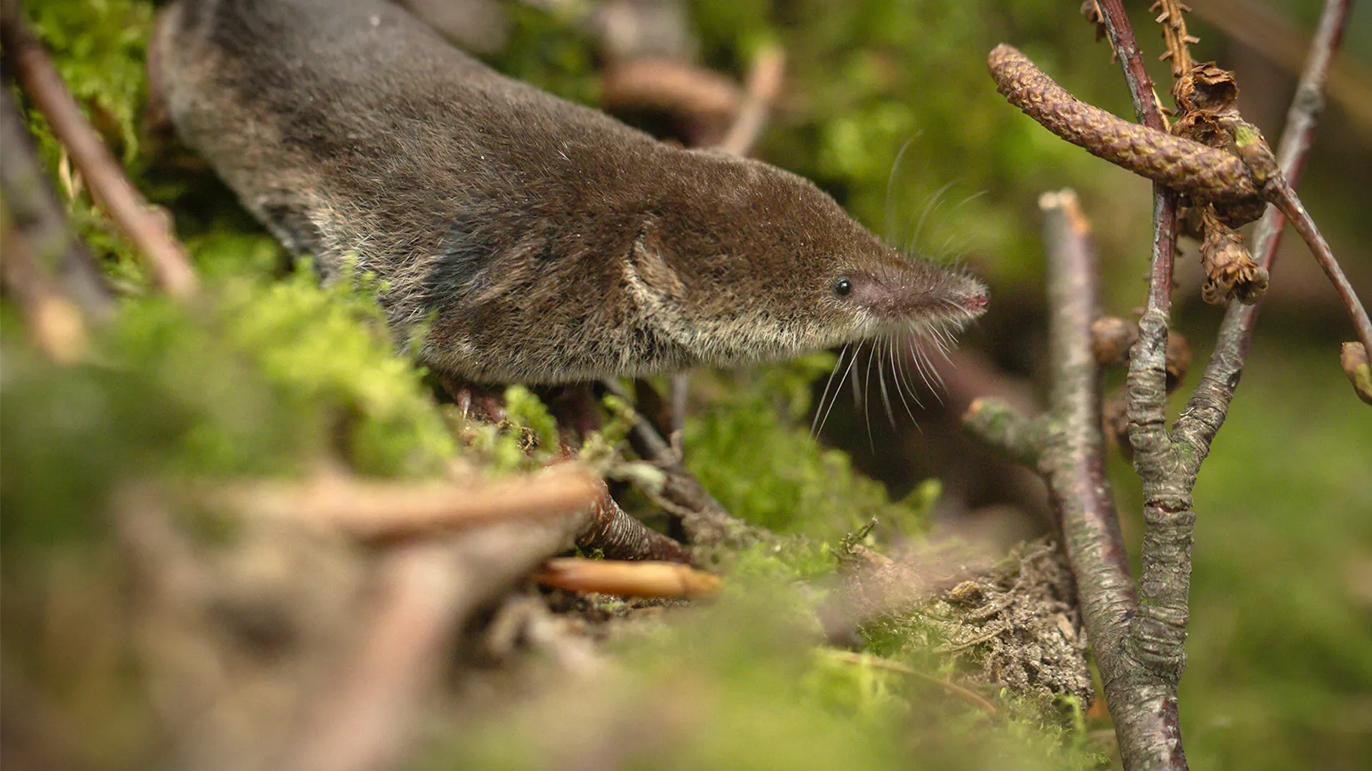 Wild Medicine - Animals' Superpowers