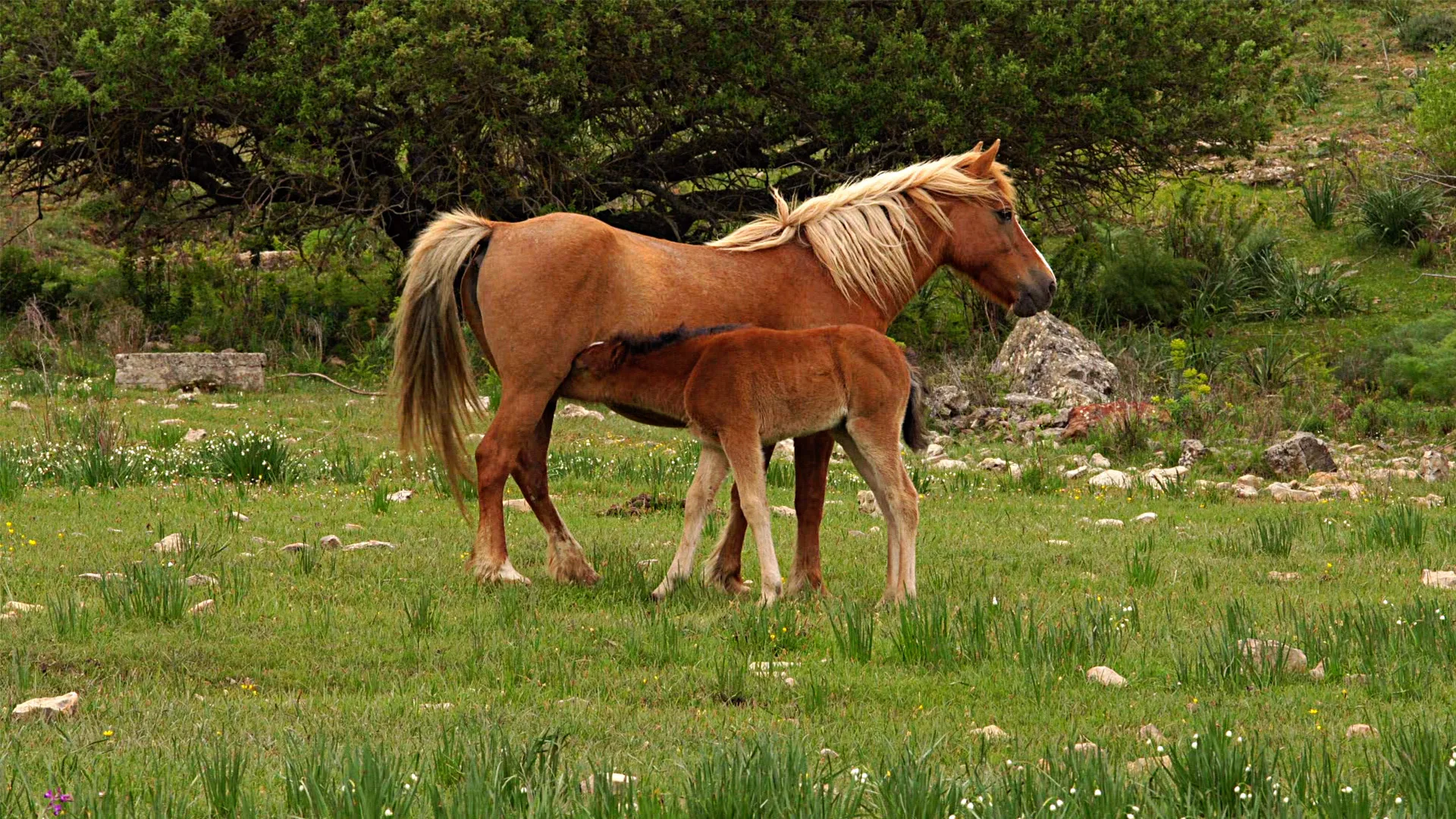 Wild Sardinia