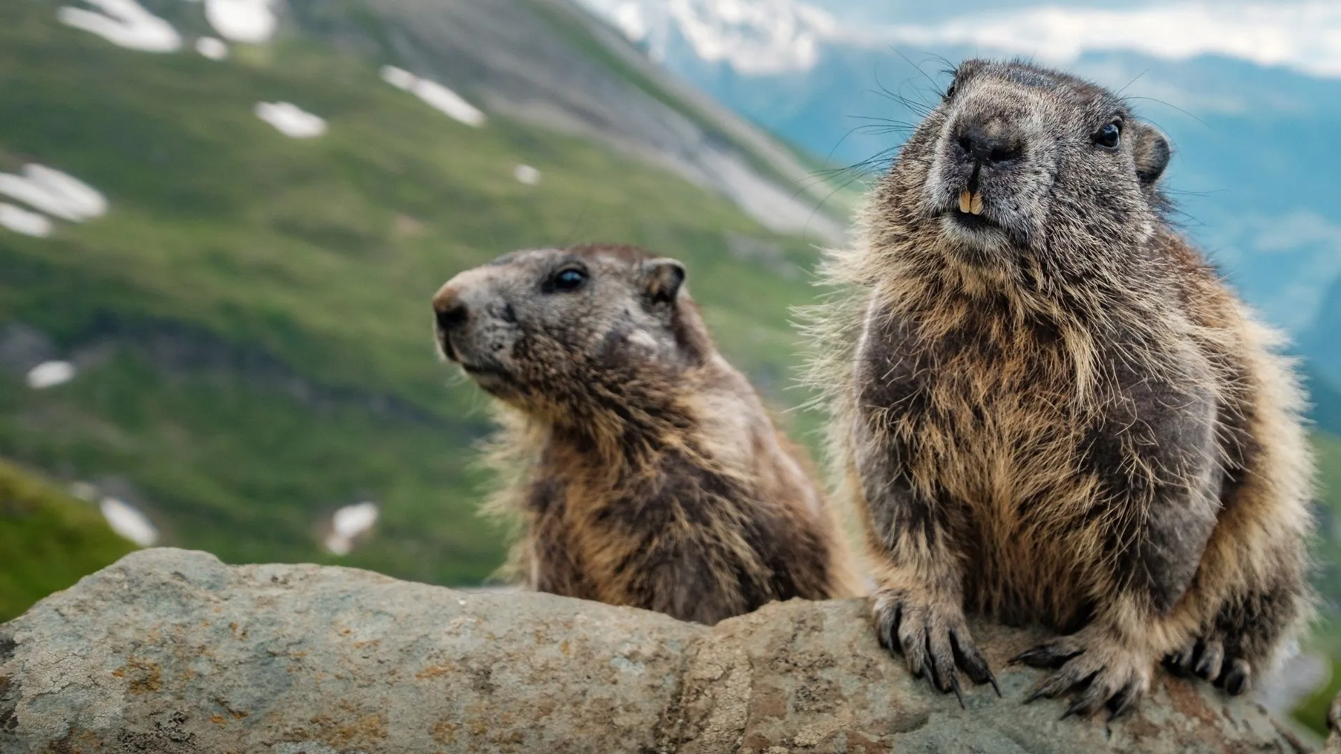 Alpine Whistleblowers: On The Playground Of The Marmots