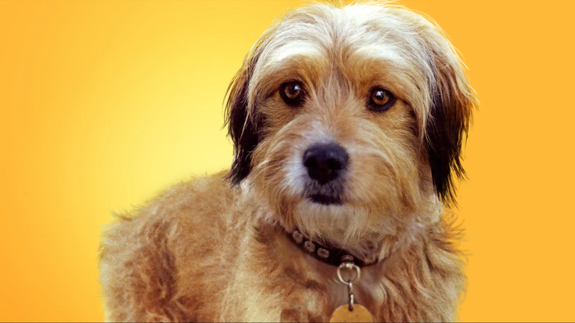 Benji