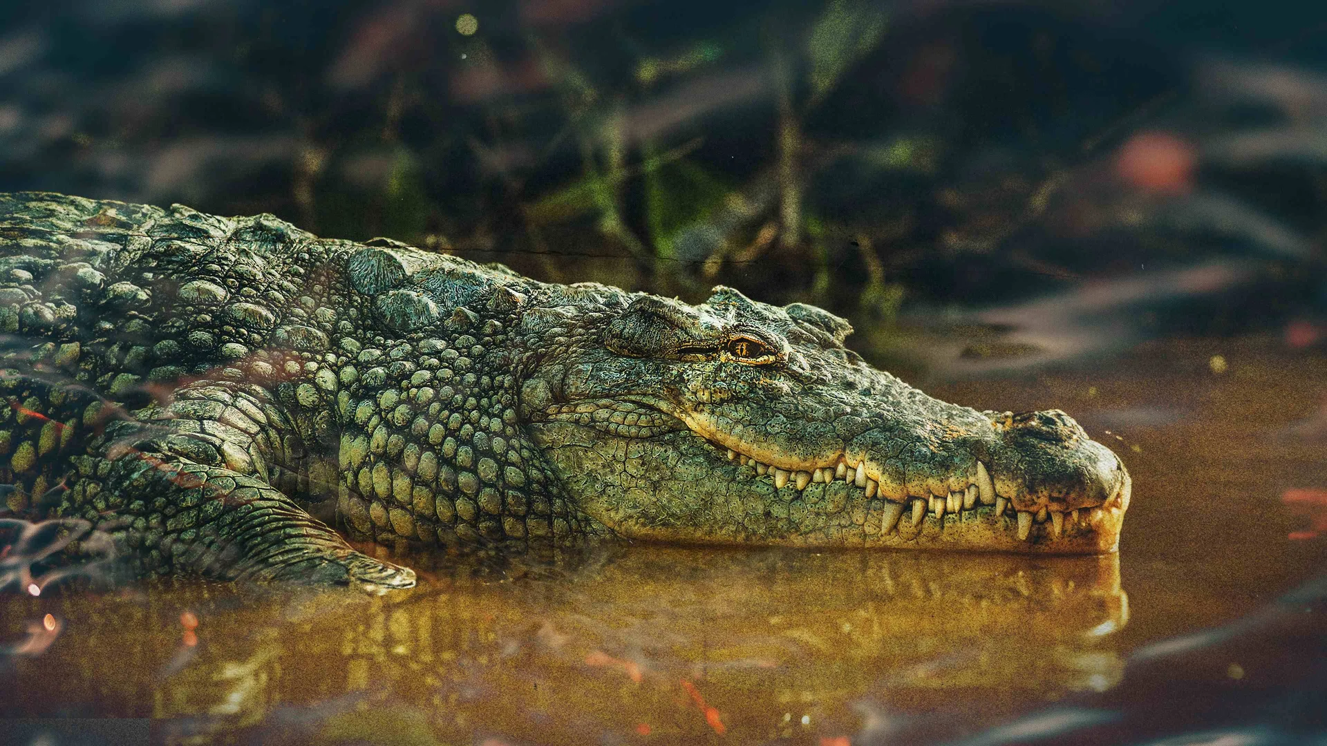 Chasing the Giant Croc