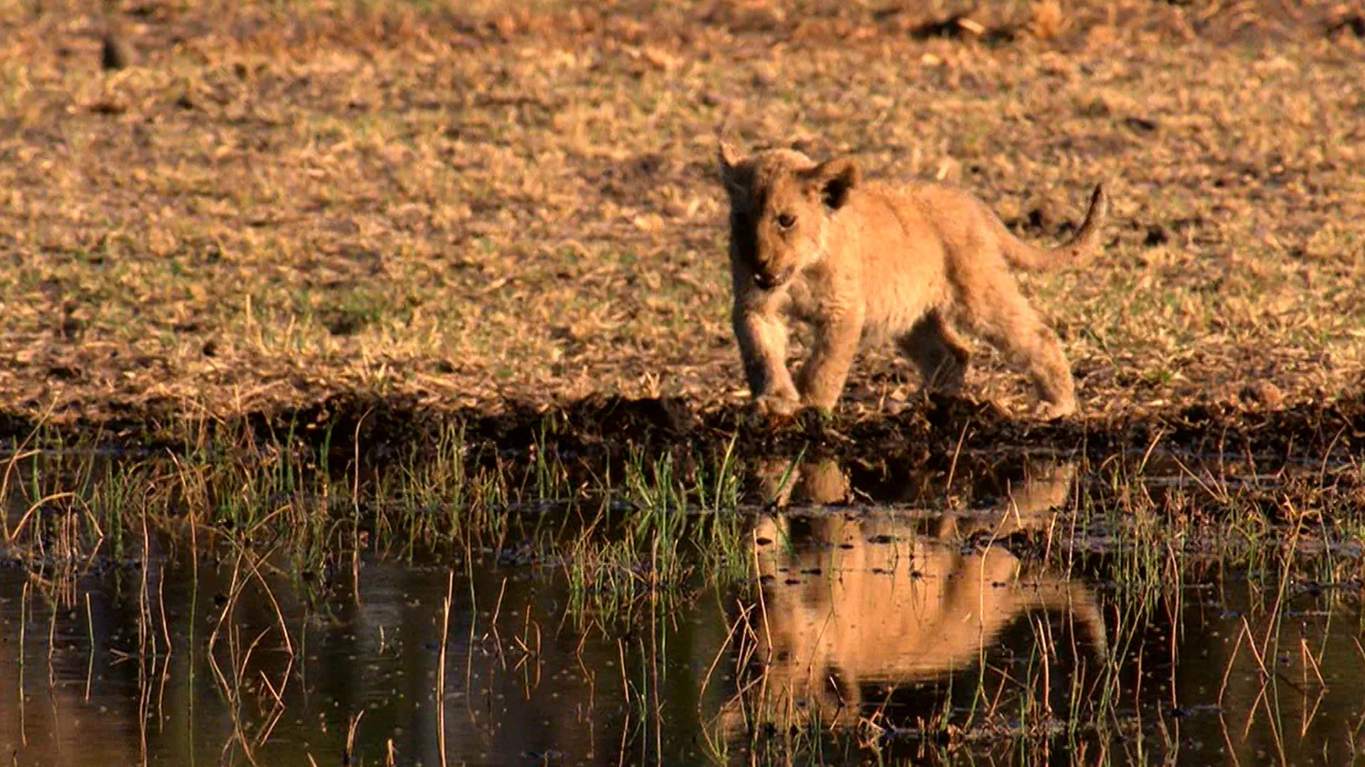 Kalahari: The Flooded Desert