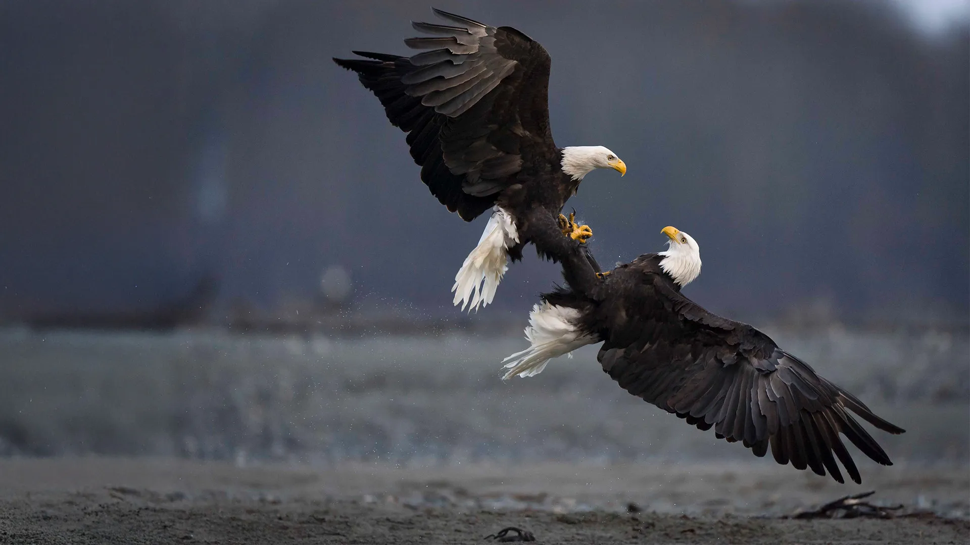 Eagles: Kings Of The Skies