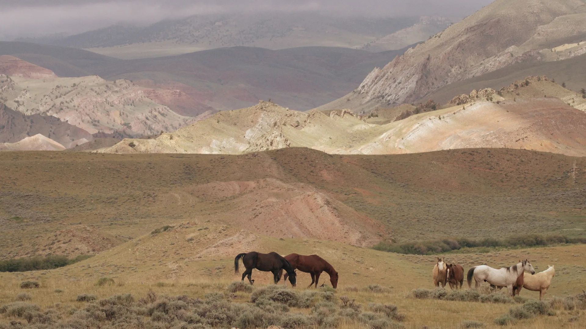 The Adventures of America's Horses