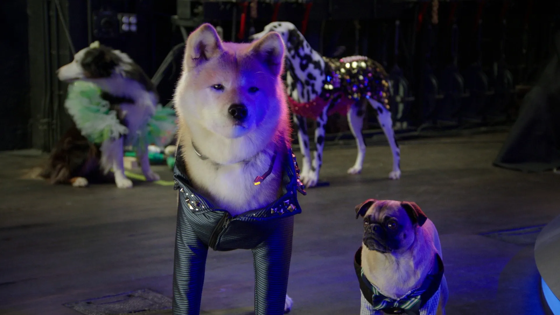 Pup Star