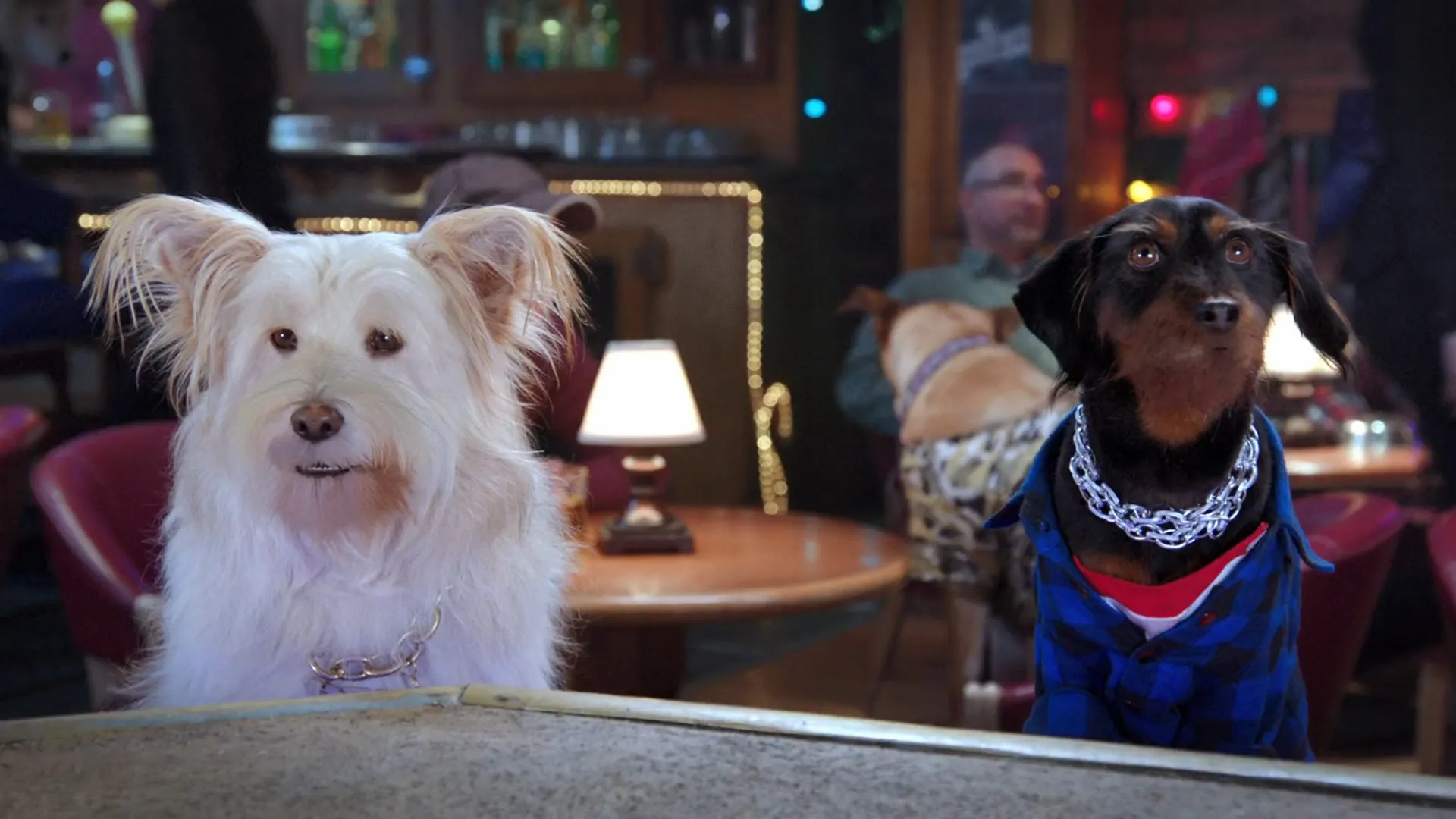 Pup Star: Better 2Gether
