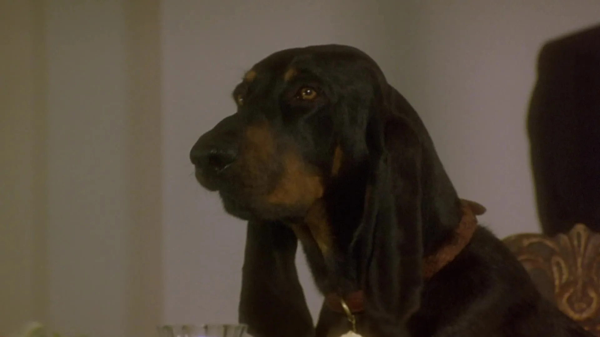 The Duke