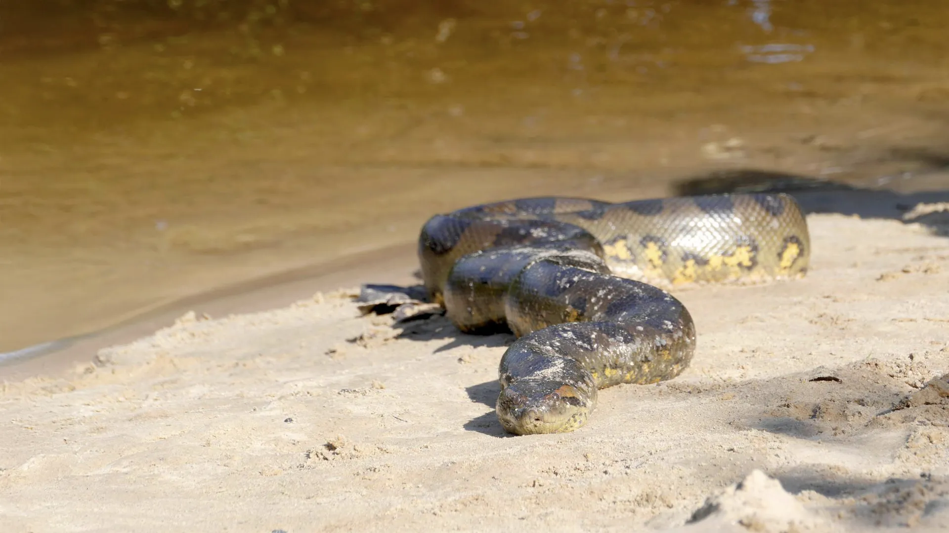 Anaconda - Silent Killer