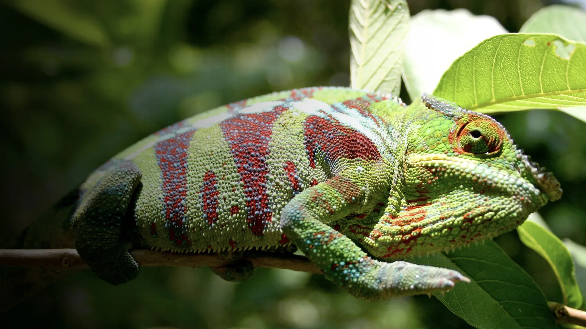 Madagascar - Land Of The Chameleons