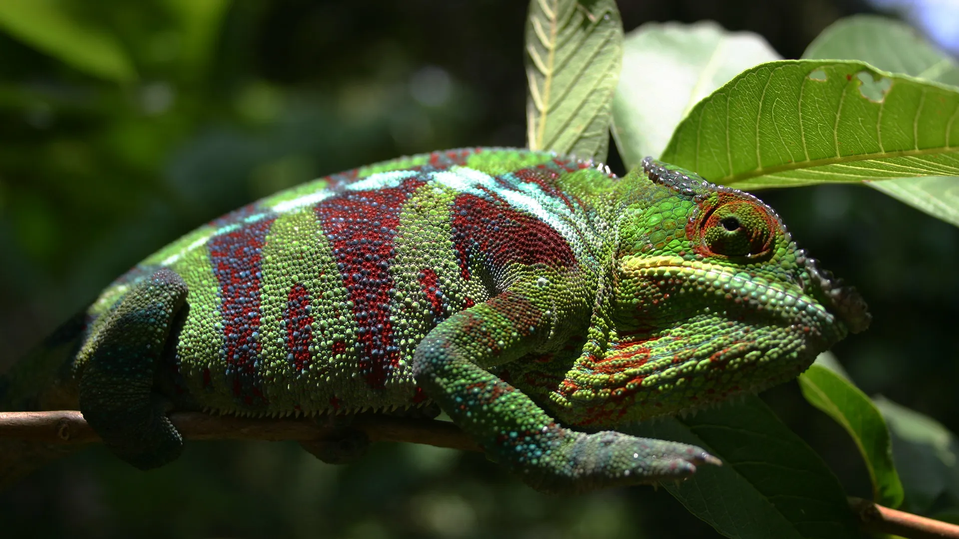 Madagascar - Land Of The Chameleons