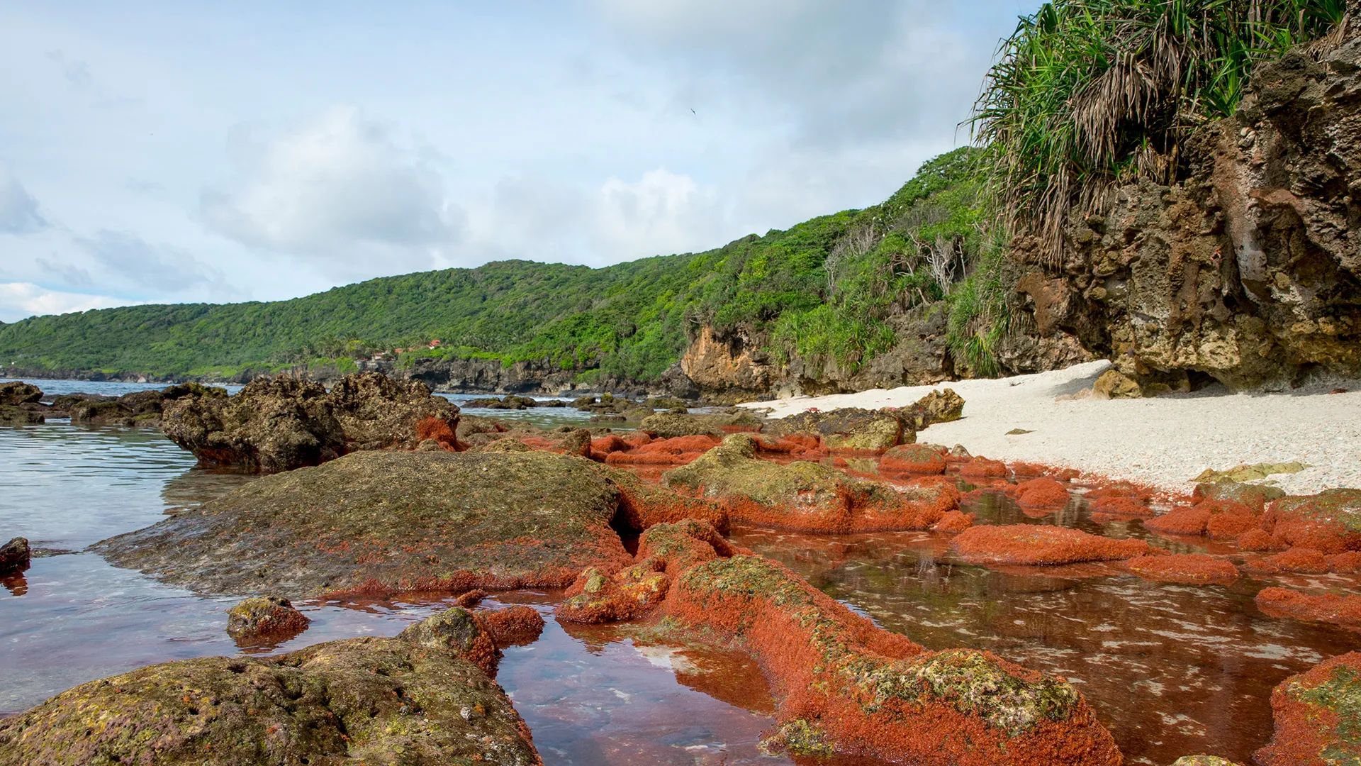Realm Of The Robber Crab - Christmas Island