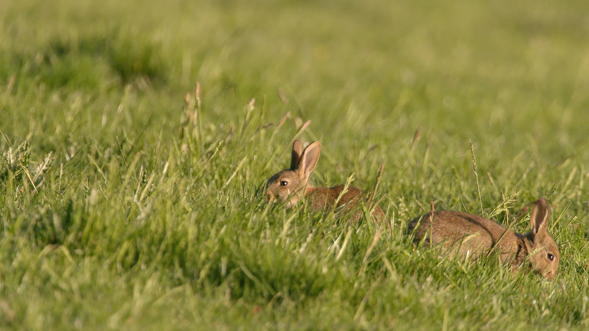 Surprising World Of Rabbits