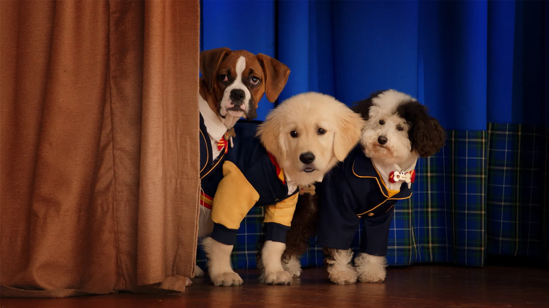 Pup Academy