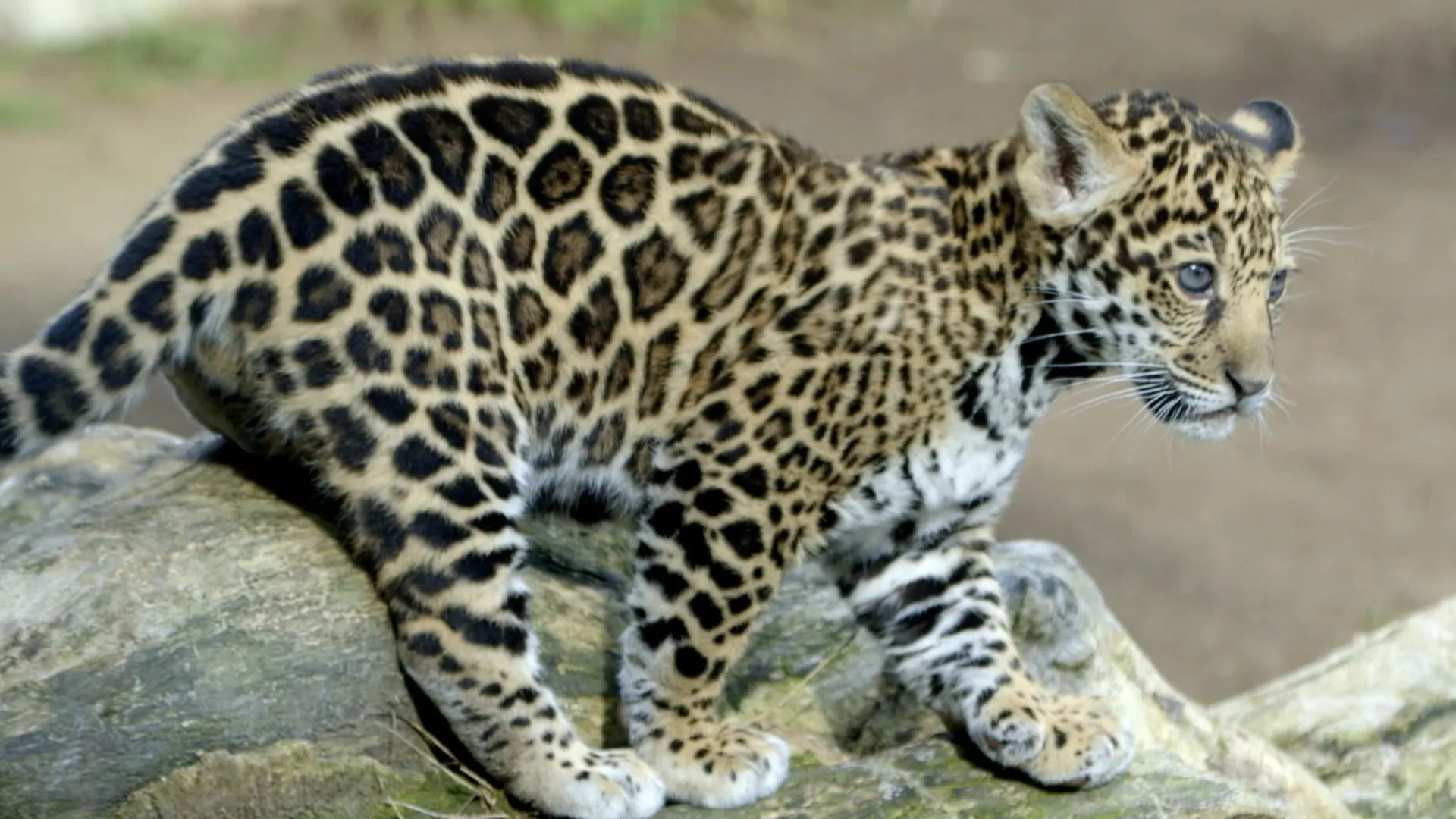 Wild Wonders