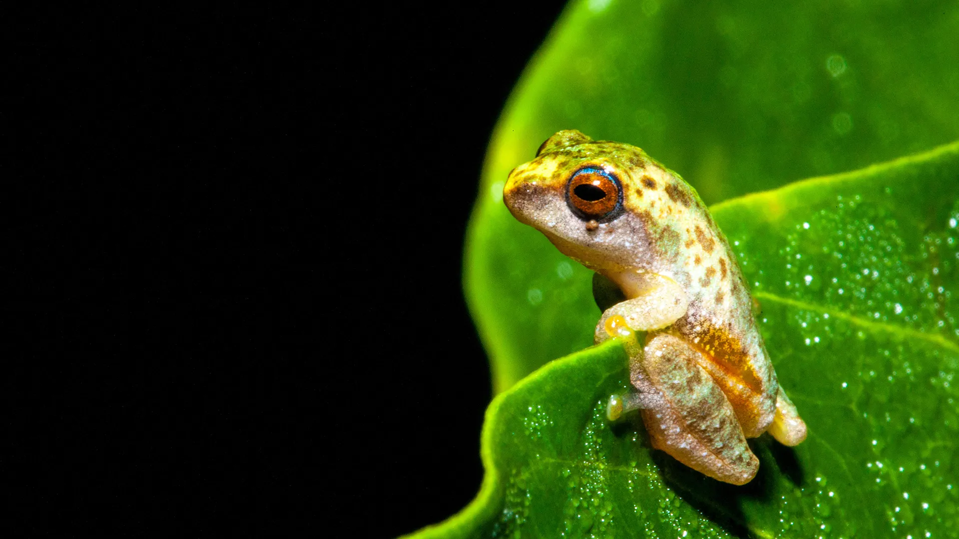 The Secret Life of Frogs