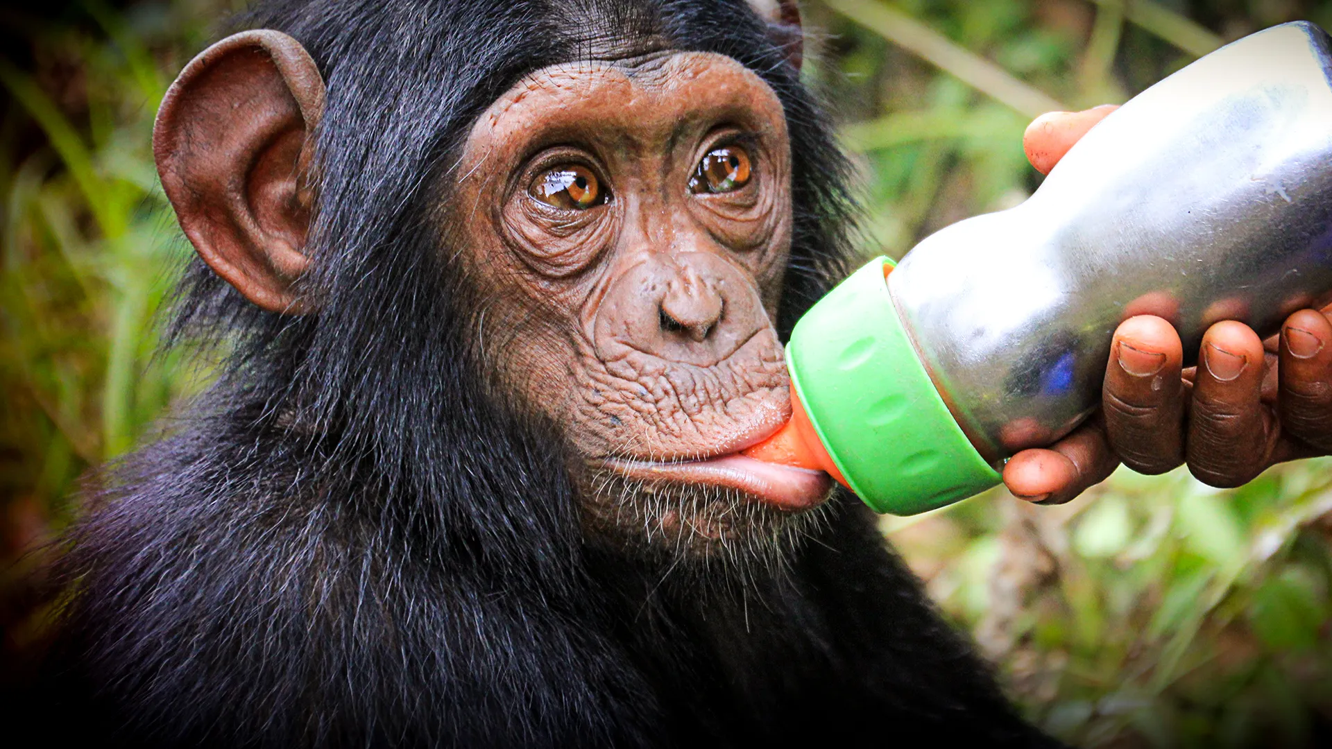 Schimpansen im Kongo - mit Jane Goodall