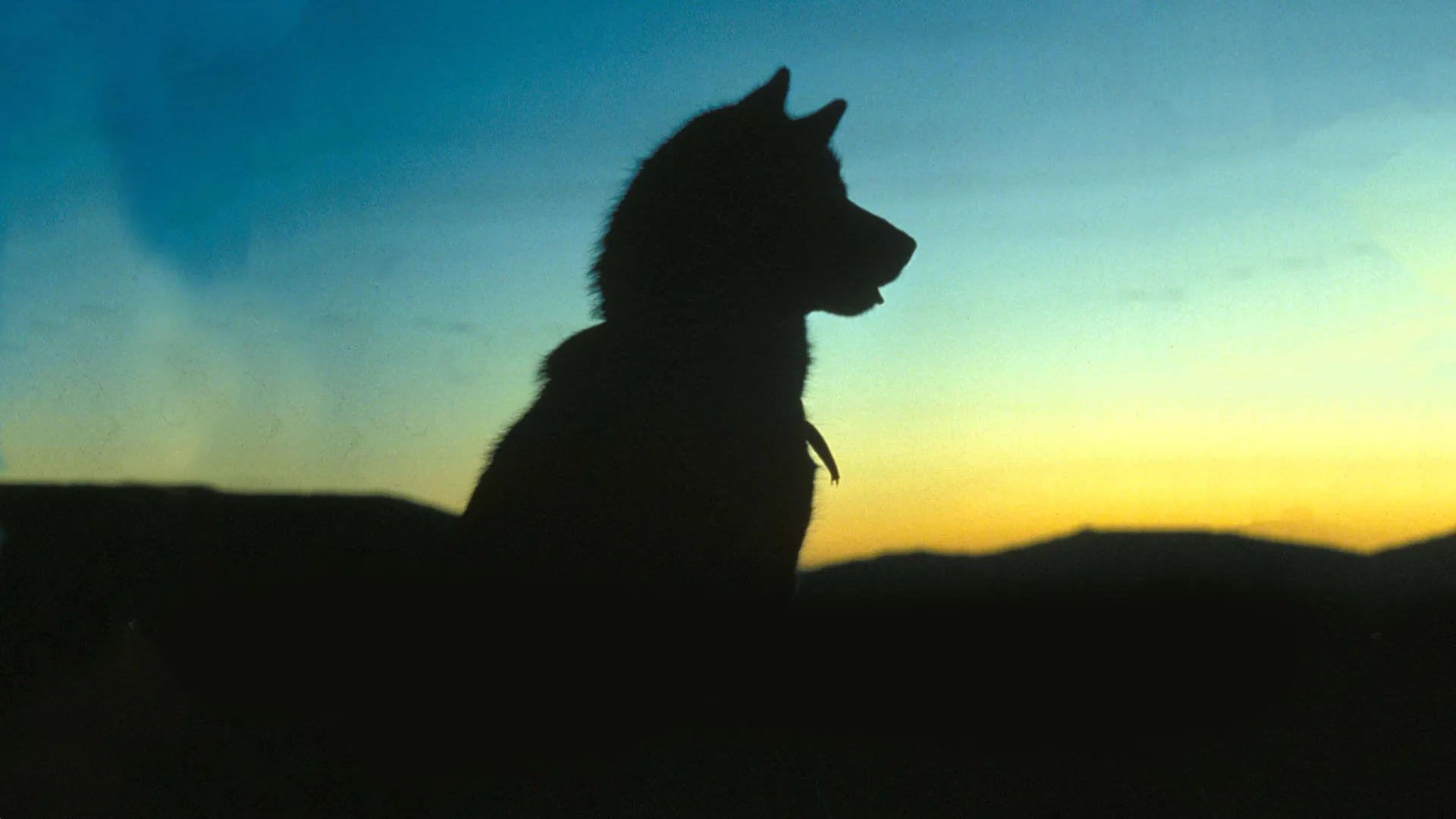 White Fang