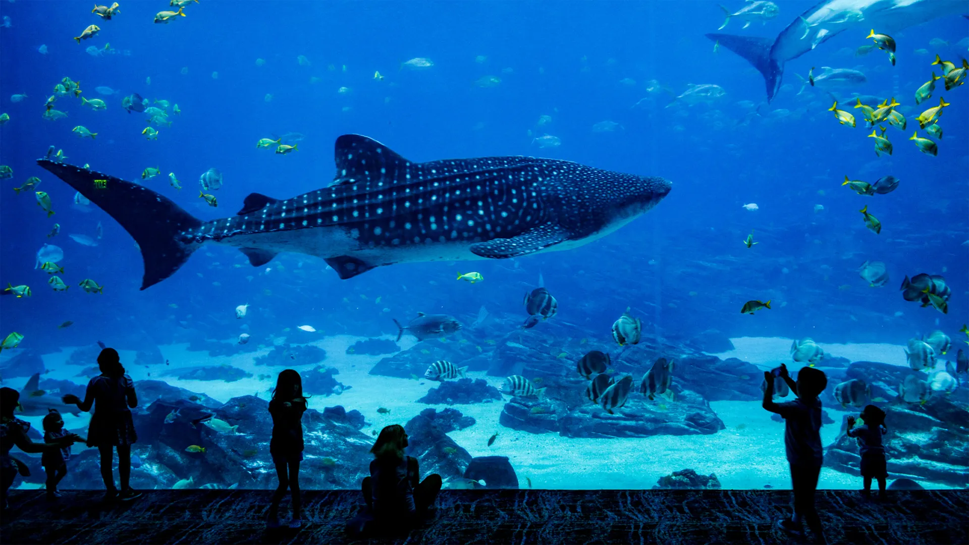 Nausicaa: L'Acquario Piu Grande D'Europa