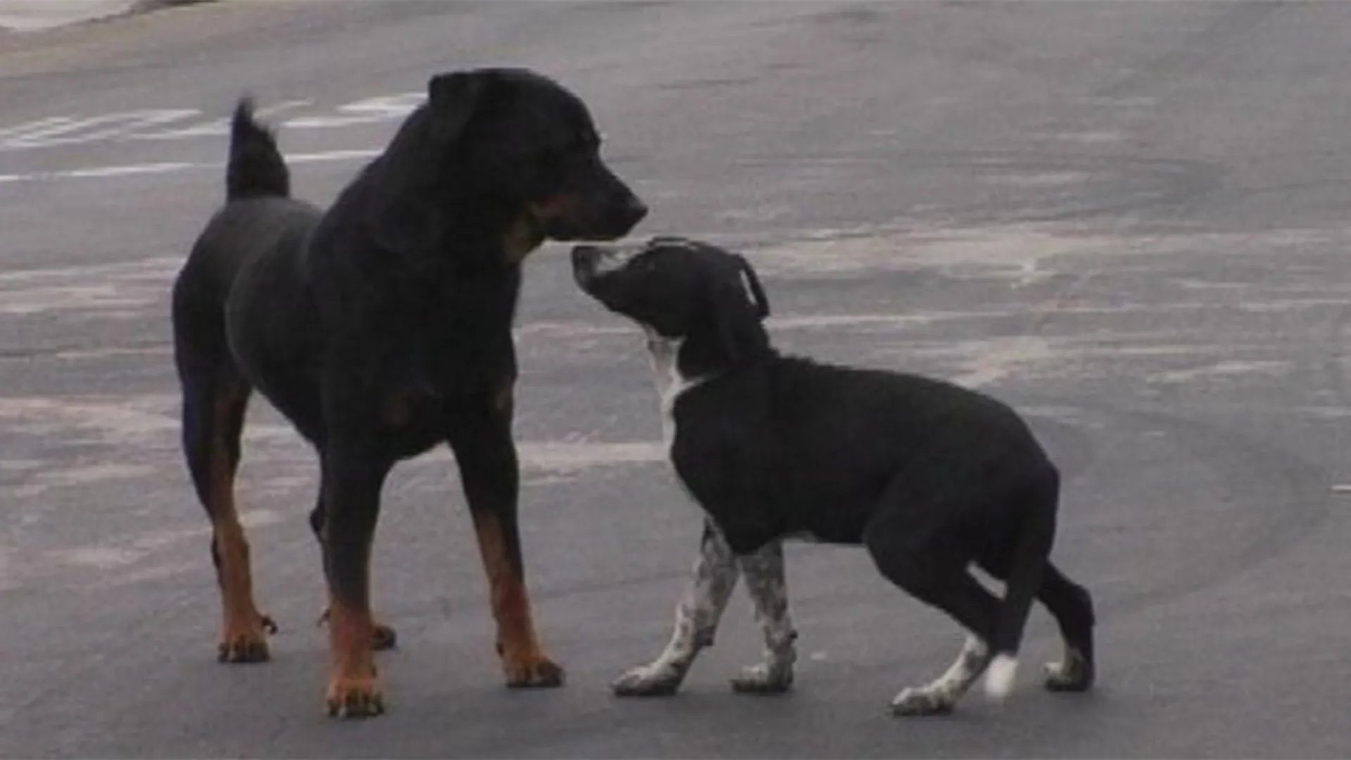Street dogs of south central