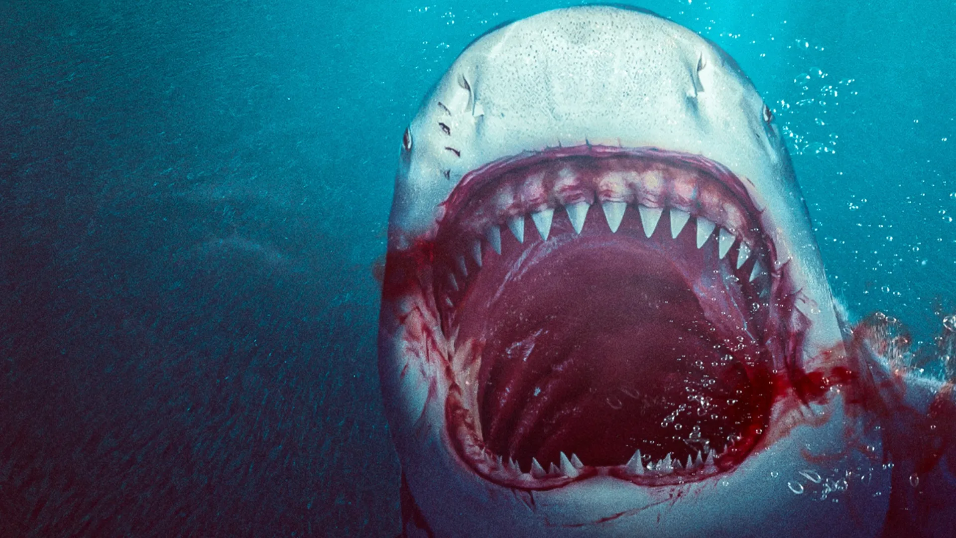 Bull Shark
