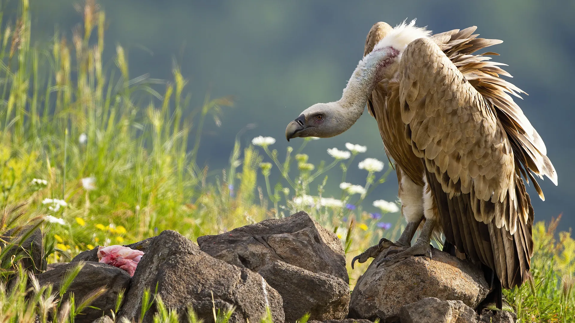 Dove volano i grifoni
