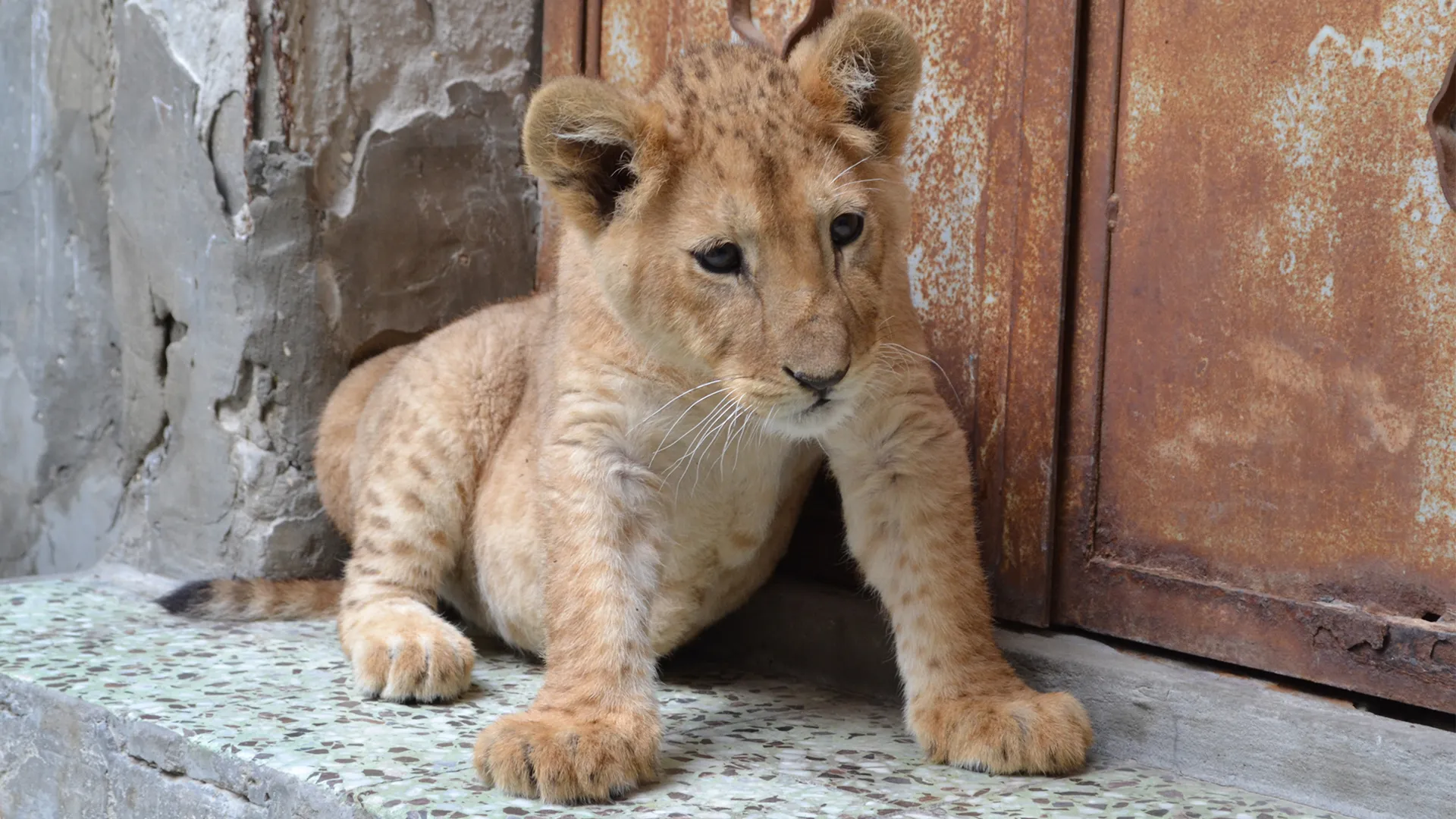 Wild Animal Rescue
