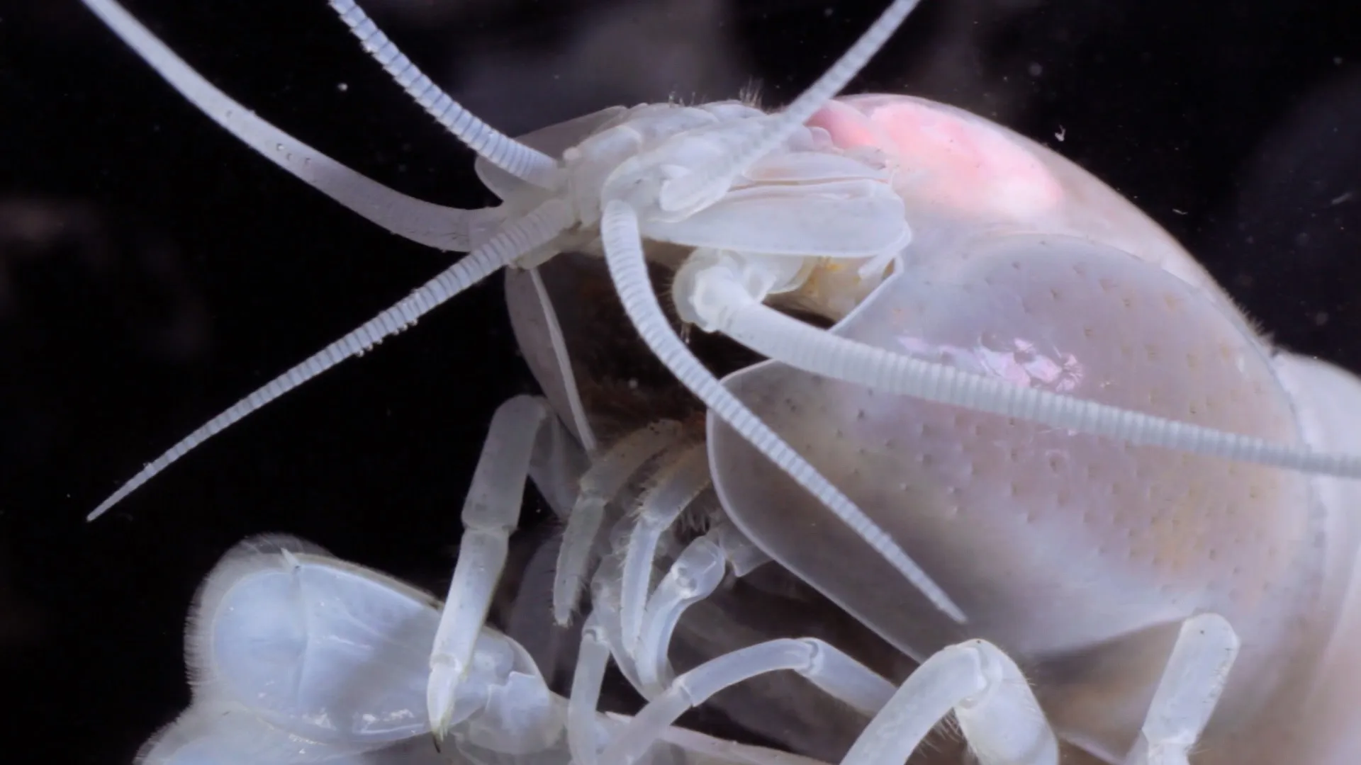 Life 2000 Meters under the Sea