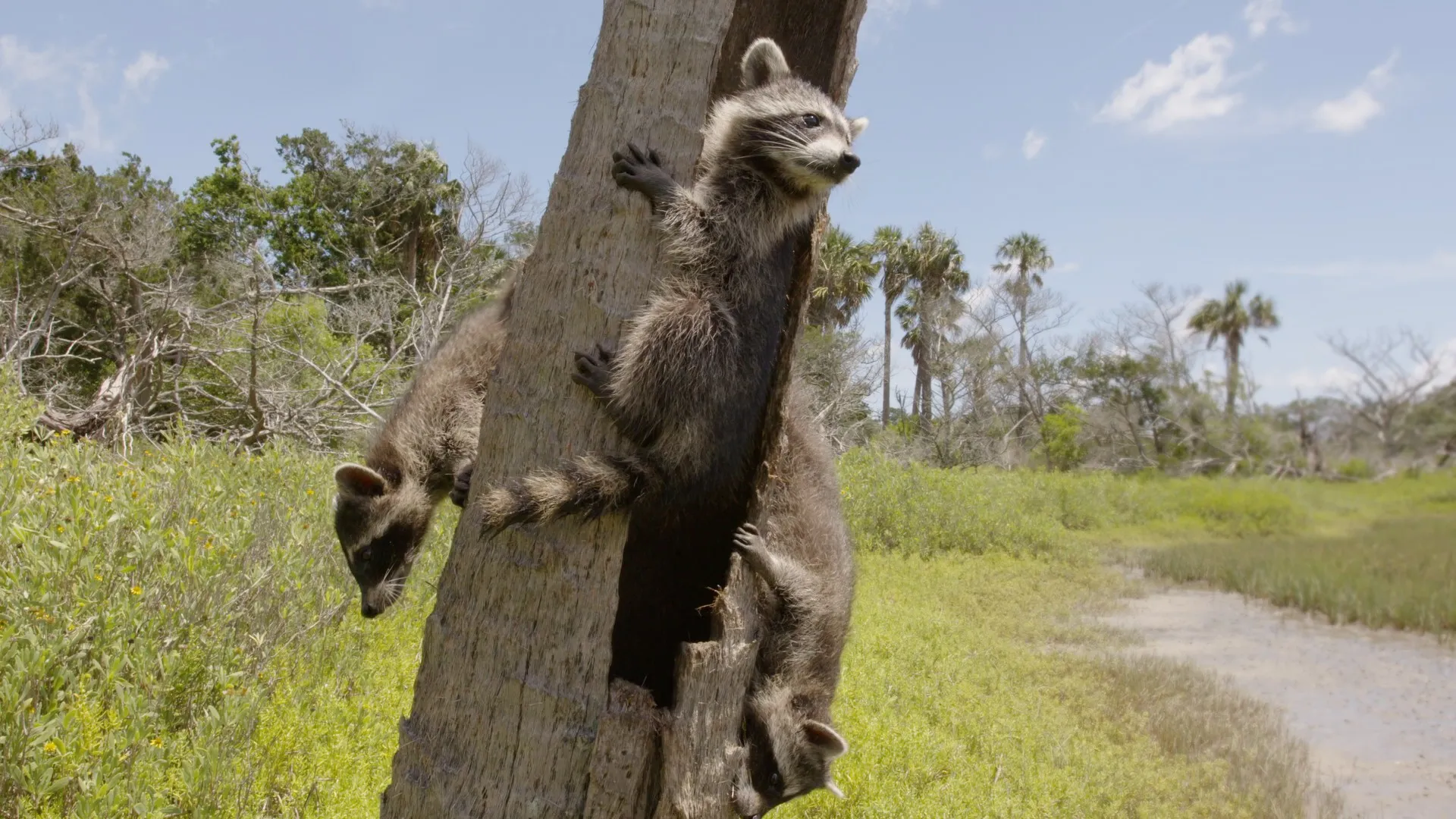 Raccoons: Survival Warriors
